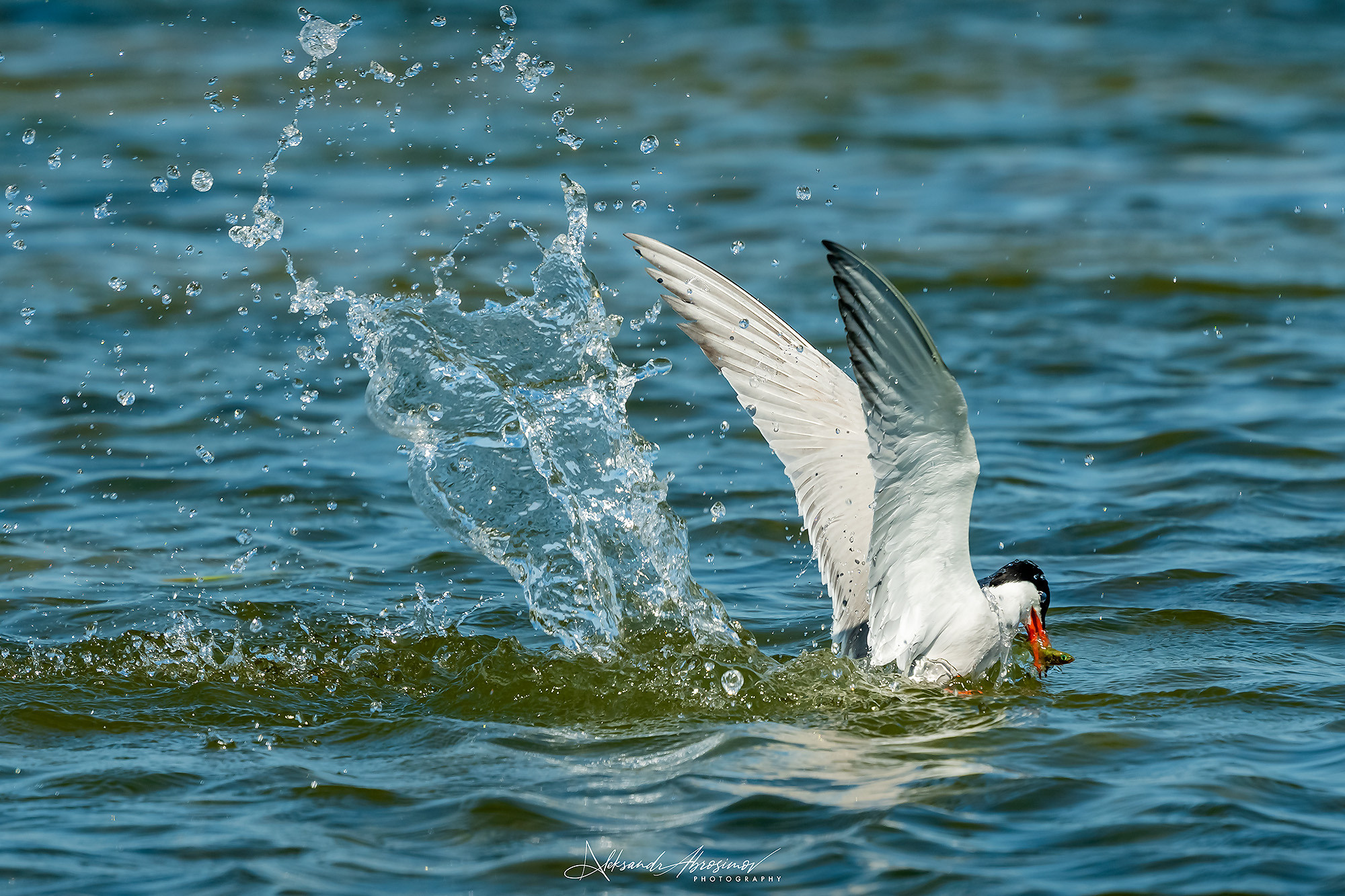 Birds. Птицы. Aleksandr Abrosimov Photography