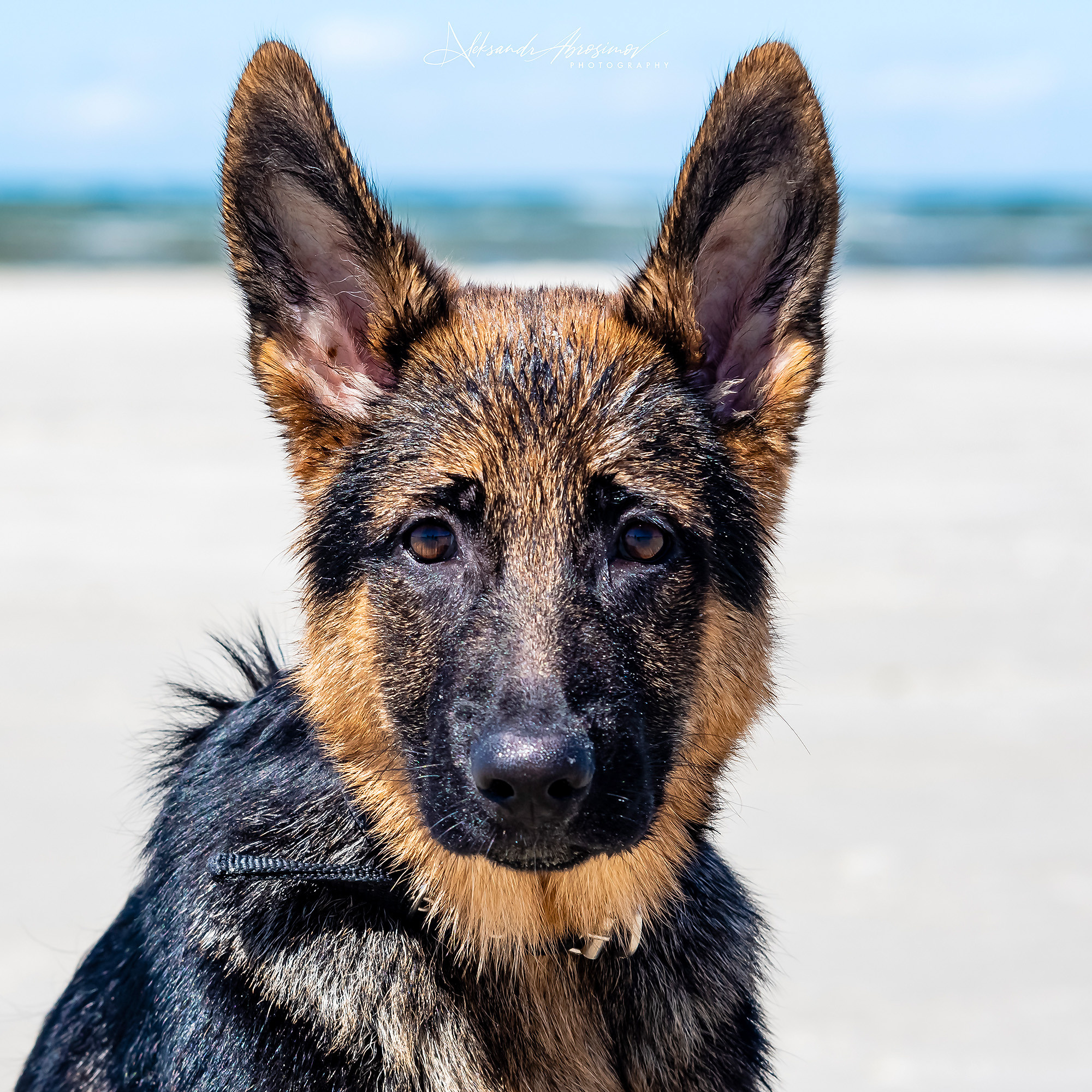 Pets. Домашние питомцы. Aleksandr Abrosimov Photography