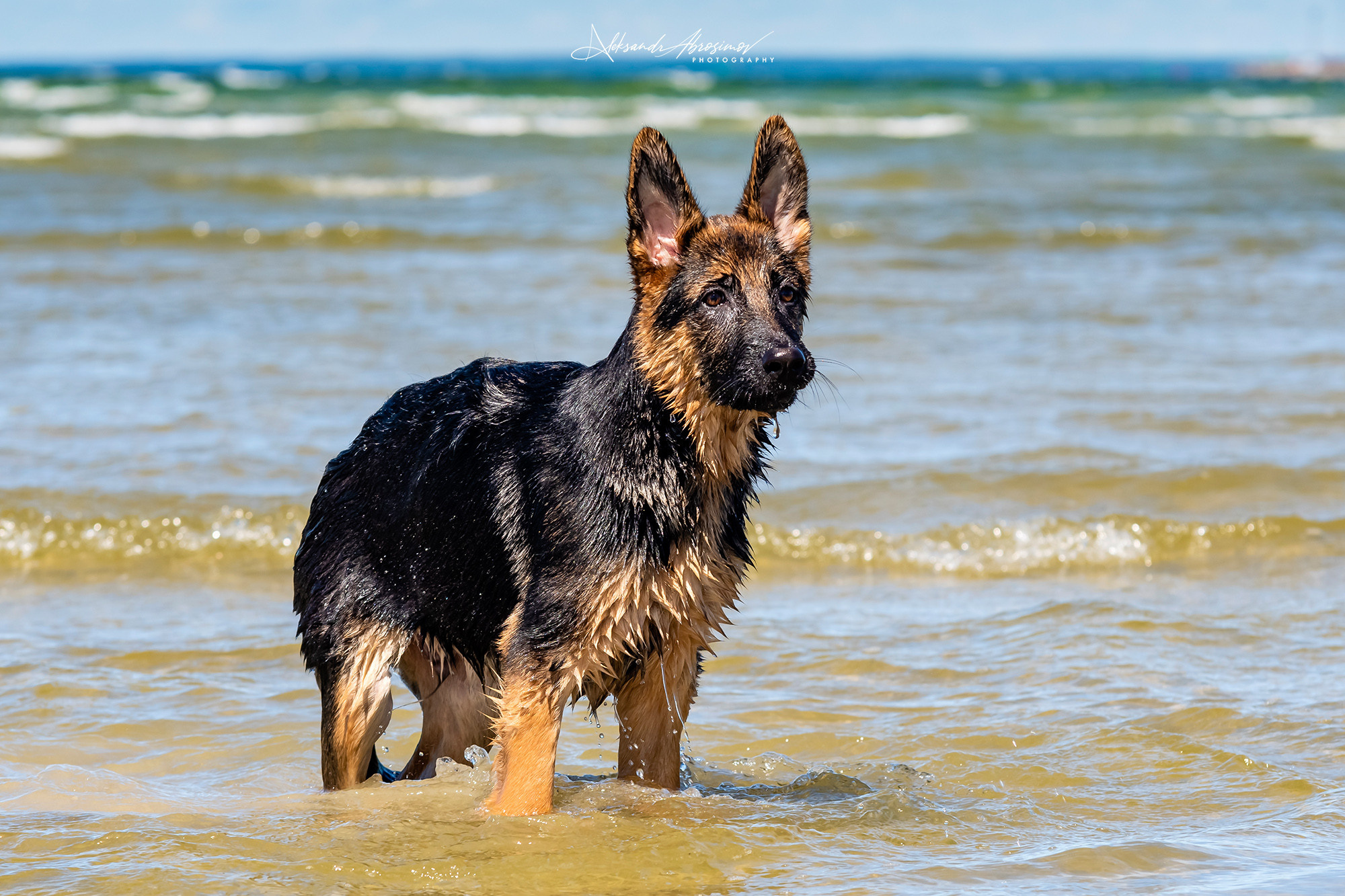 Pets. Домашние питомцы. Aleksandr Abrosimov Photography