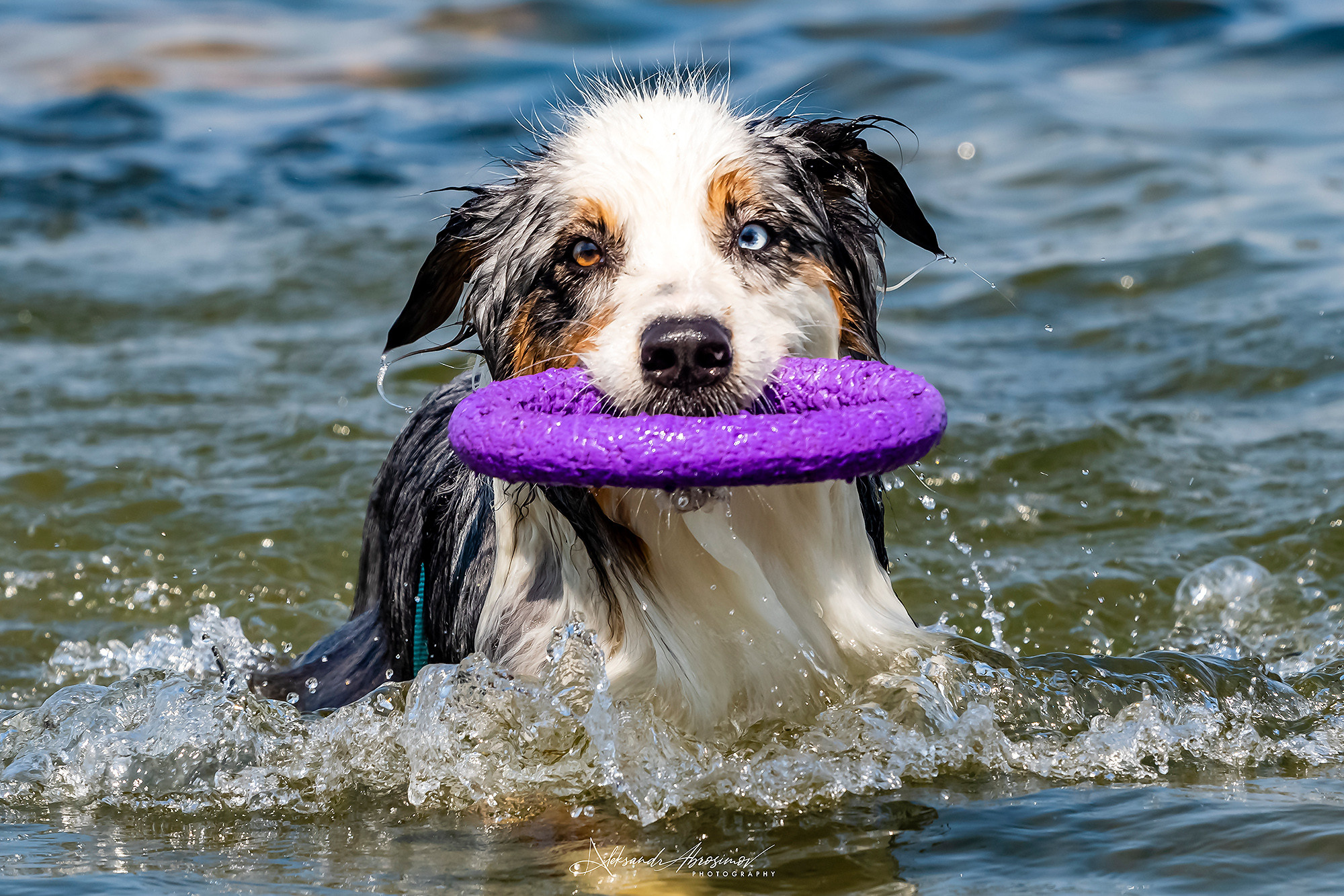 Pets. Домашние питомцы. Aleksandr Abrosimov Photography