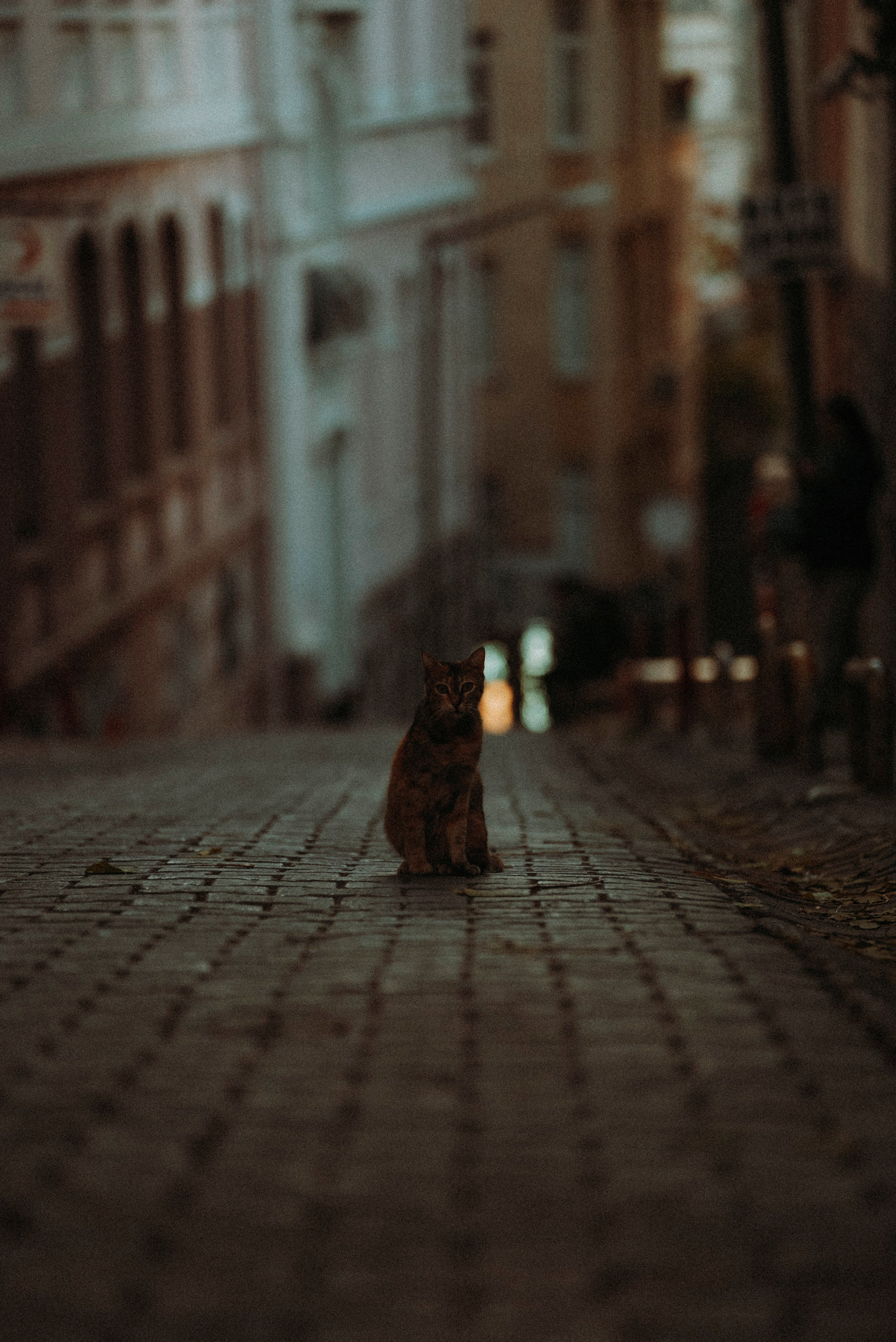 СТАМБУЛ. Стрит-фотография, полная абсурда, идиотизма и красоты