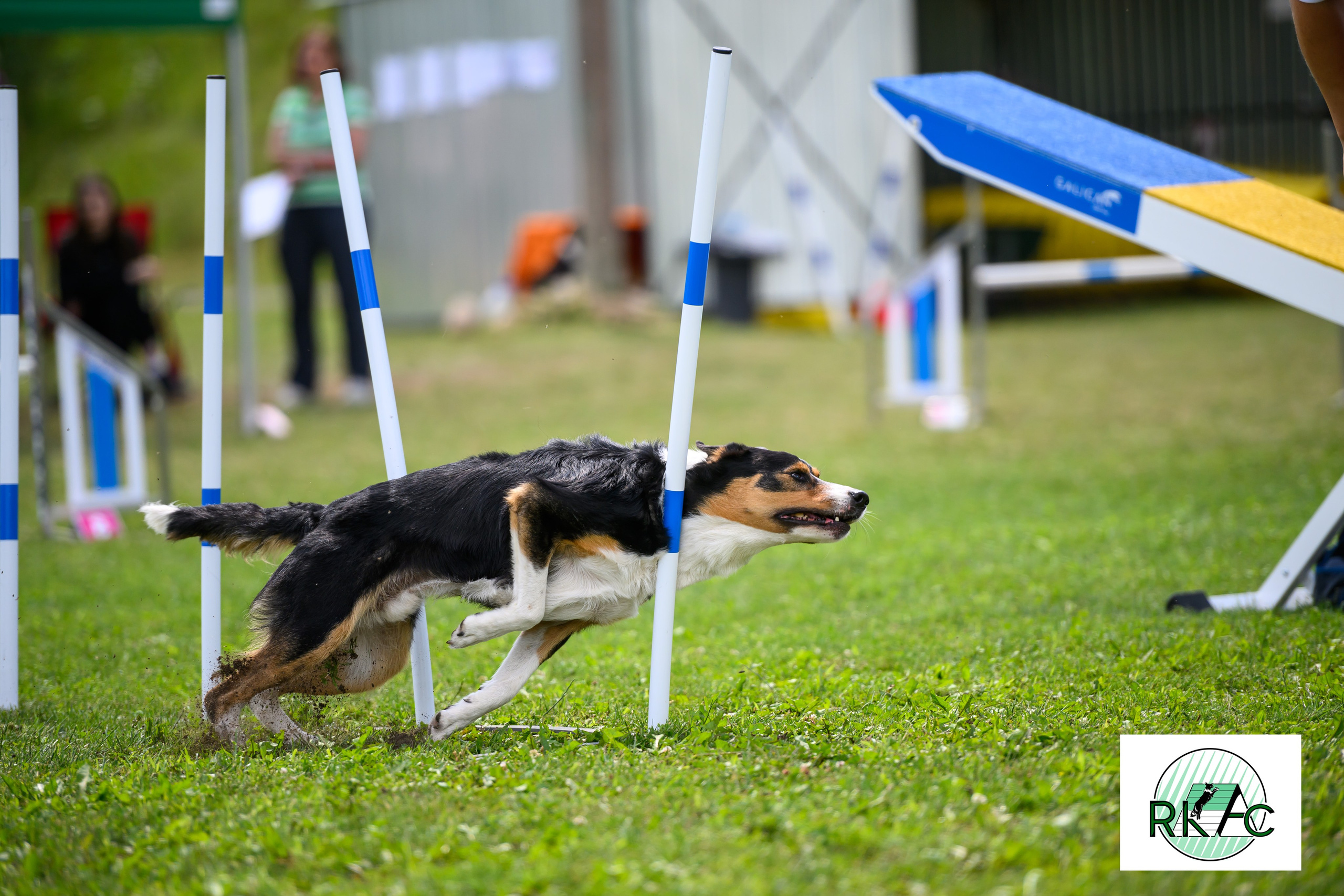 Suņu sacensības veiklībā. Ritvars Pujats Emotion Photographer