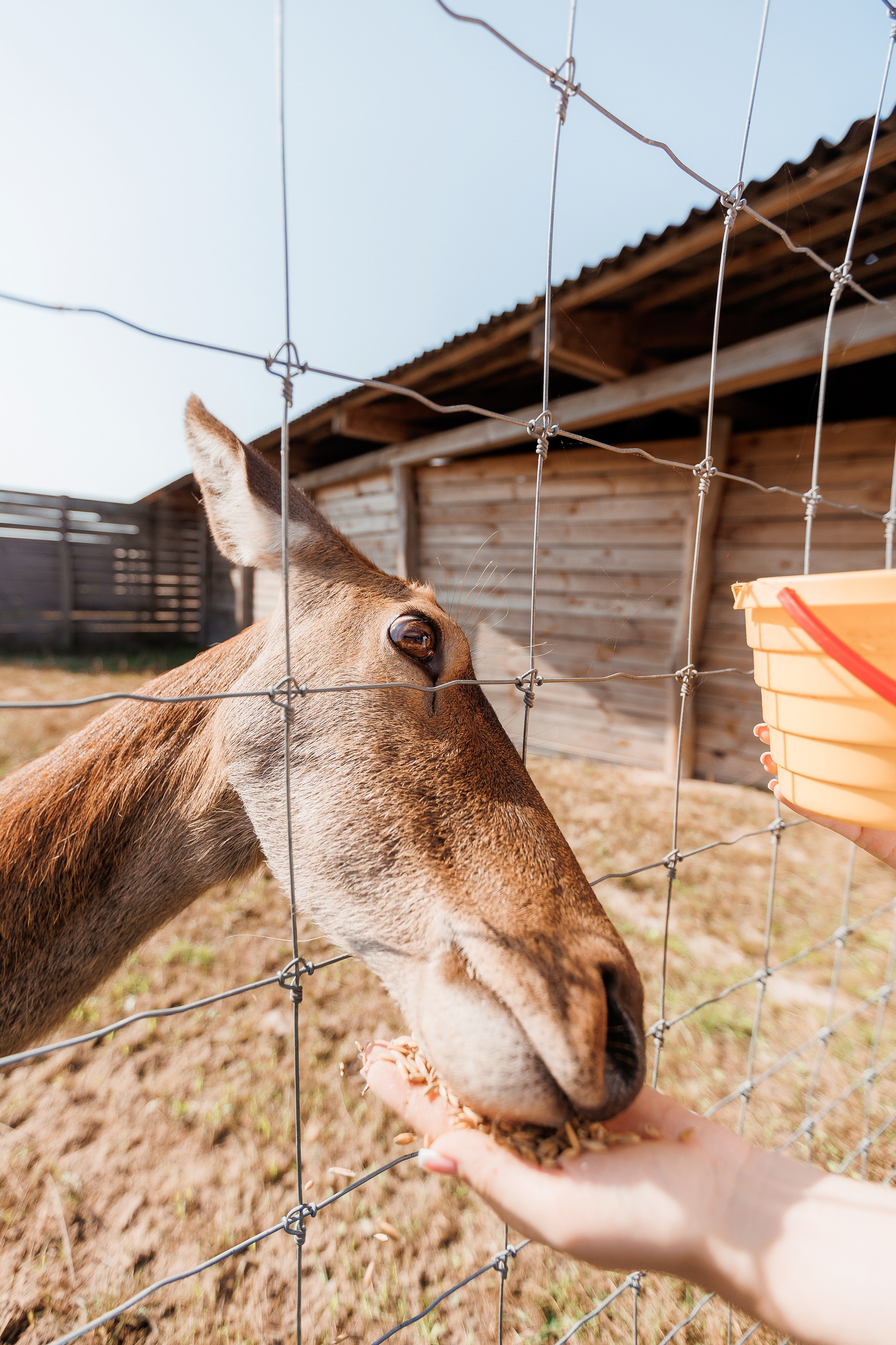 Екопарк Аміла. Ірина Терещук