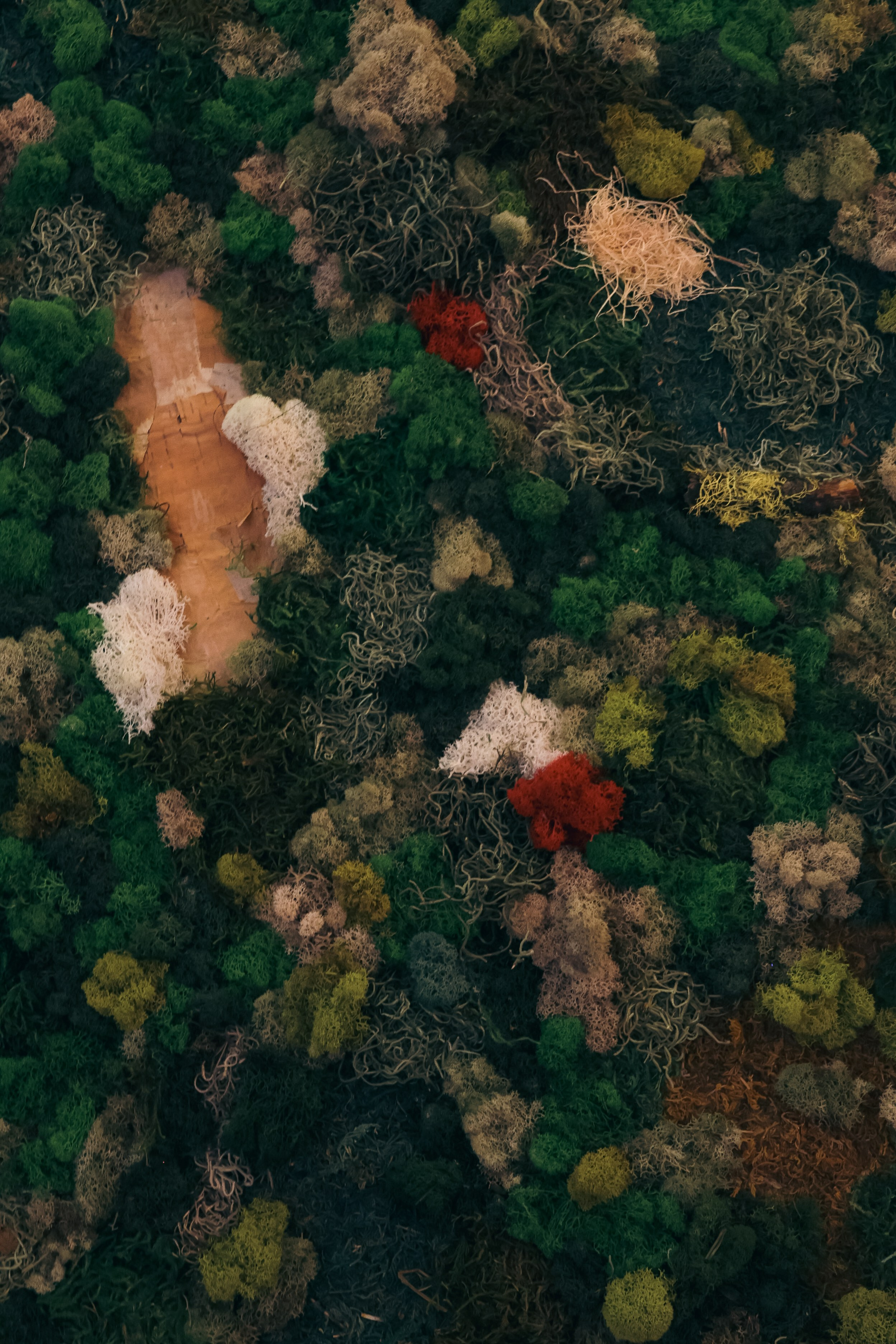 Anna & Moss magic, Content. Yana Bobrova | Artistic Photography