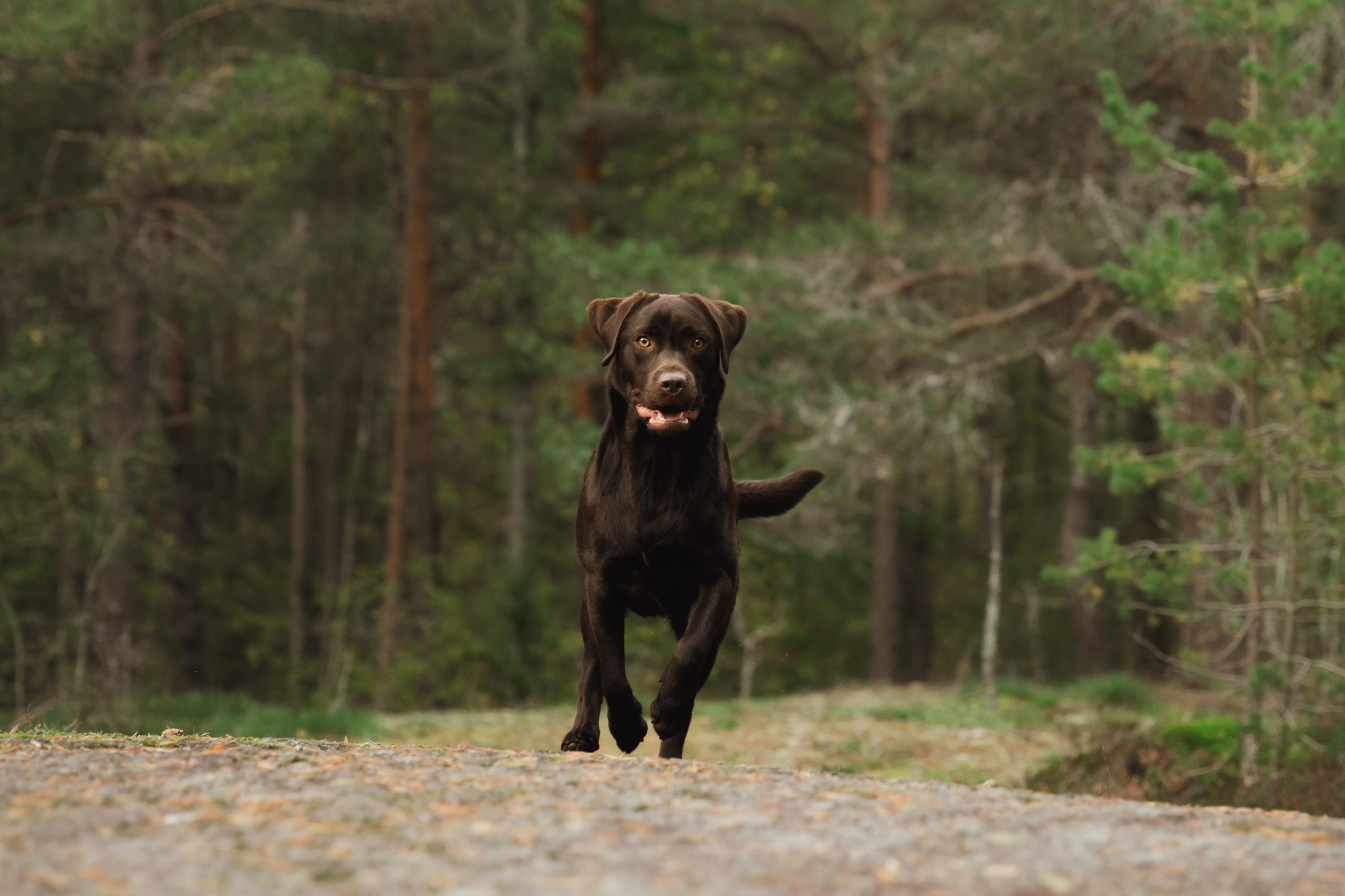 Finnish mossy hills. Kaja | fotograf psów we Wrocławiu