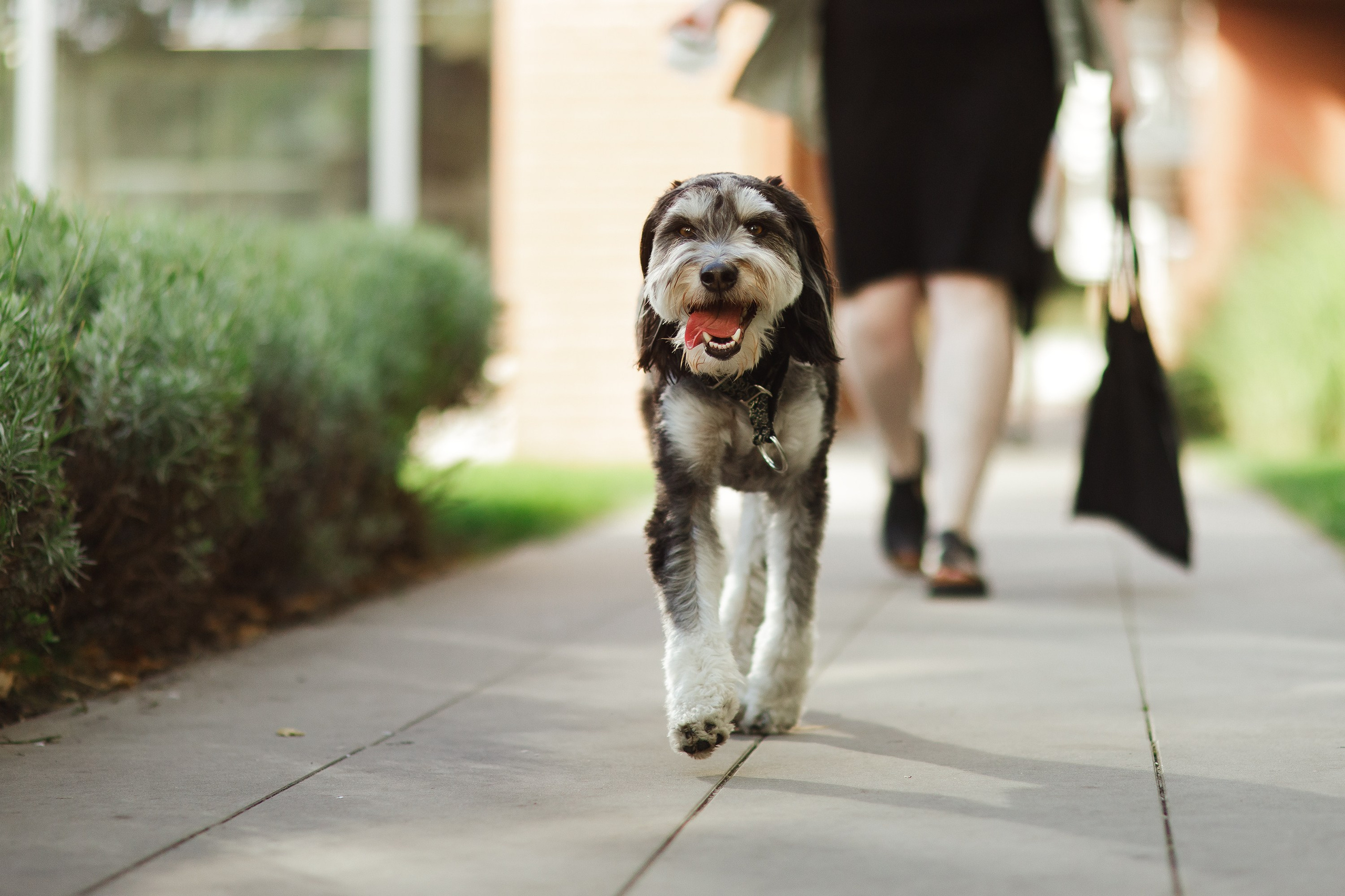 Lera & Flora. Kaja | fotograf we Wrocławiu | ludzie i psy