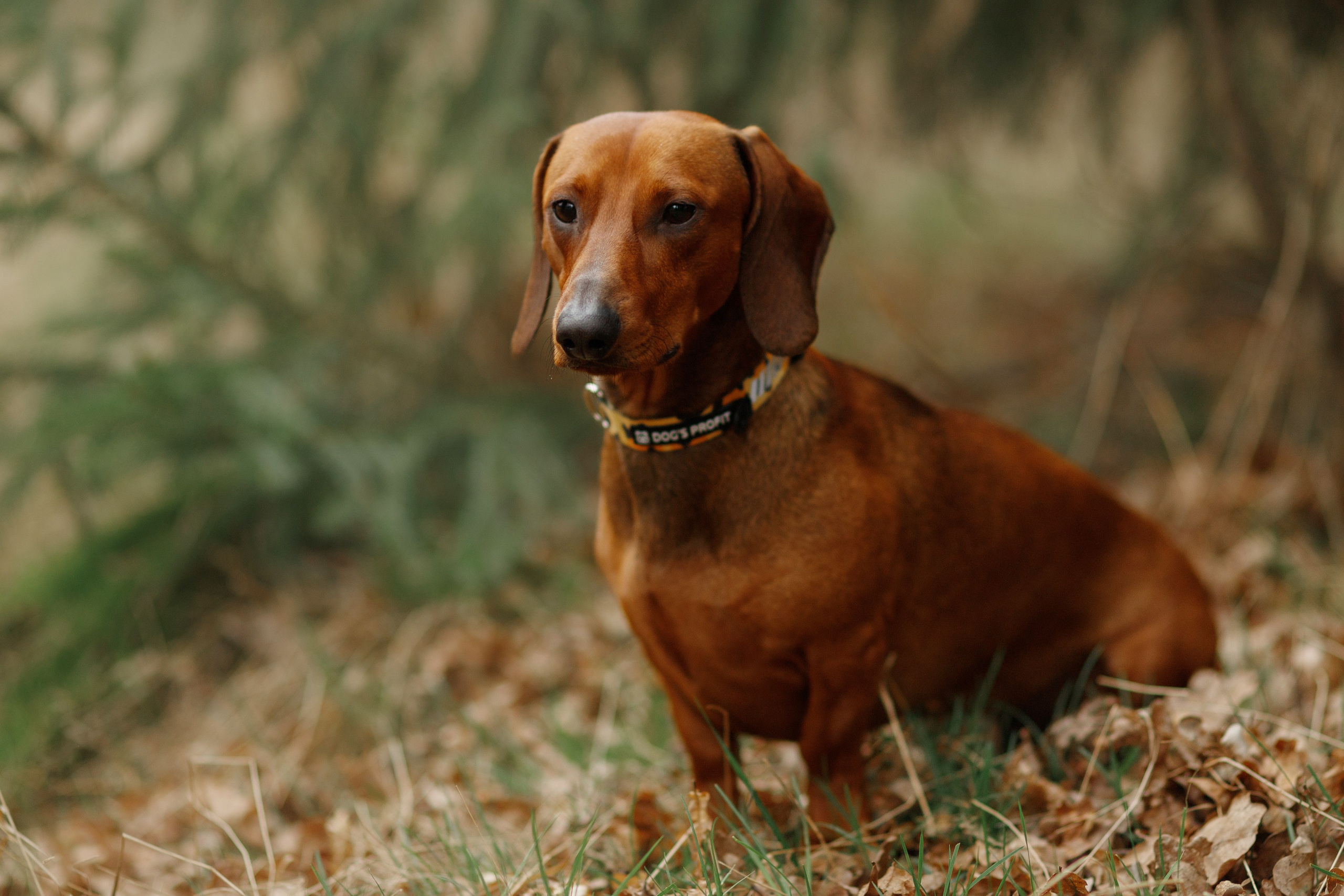 Ania, Franek & Vincent. Kaja | fotograf psów we Wrocławiu
