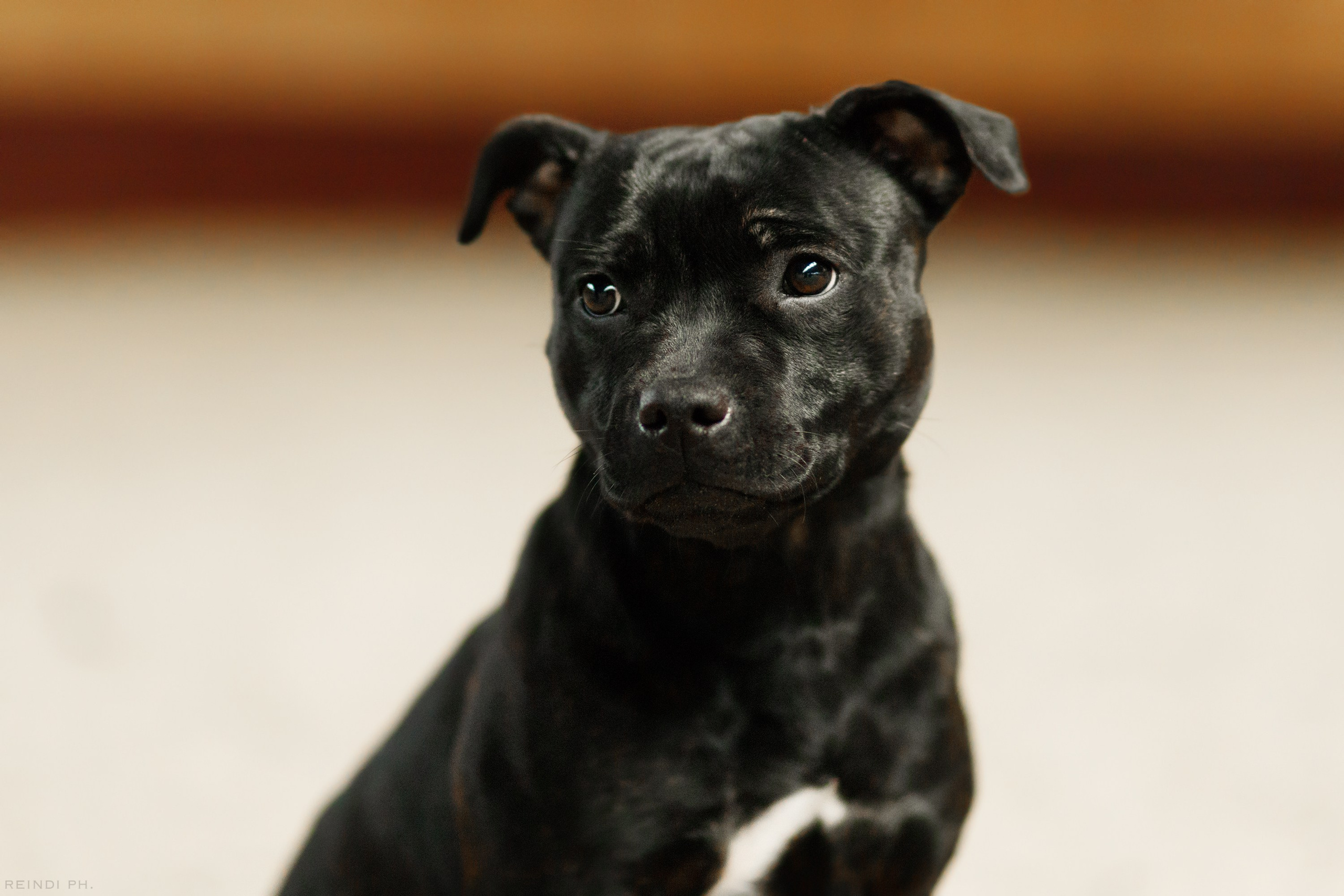 Dog shows | the best ones. Kaja | fotograf psów we Wrocławiu