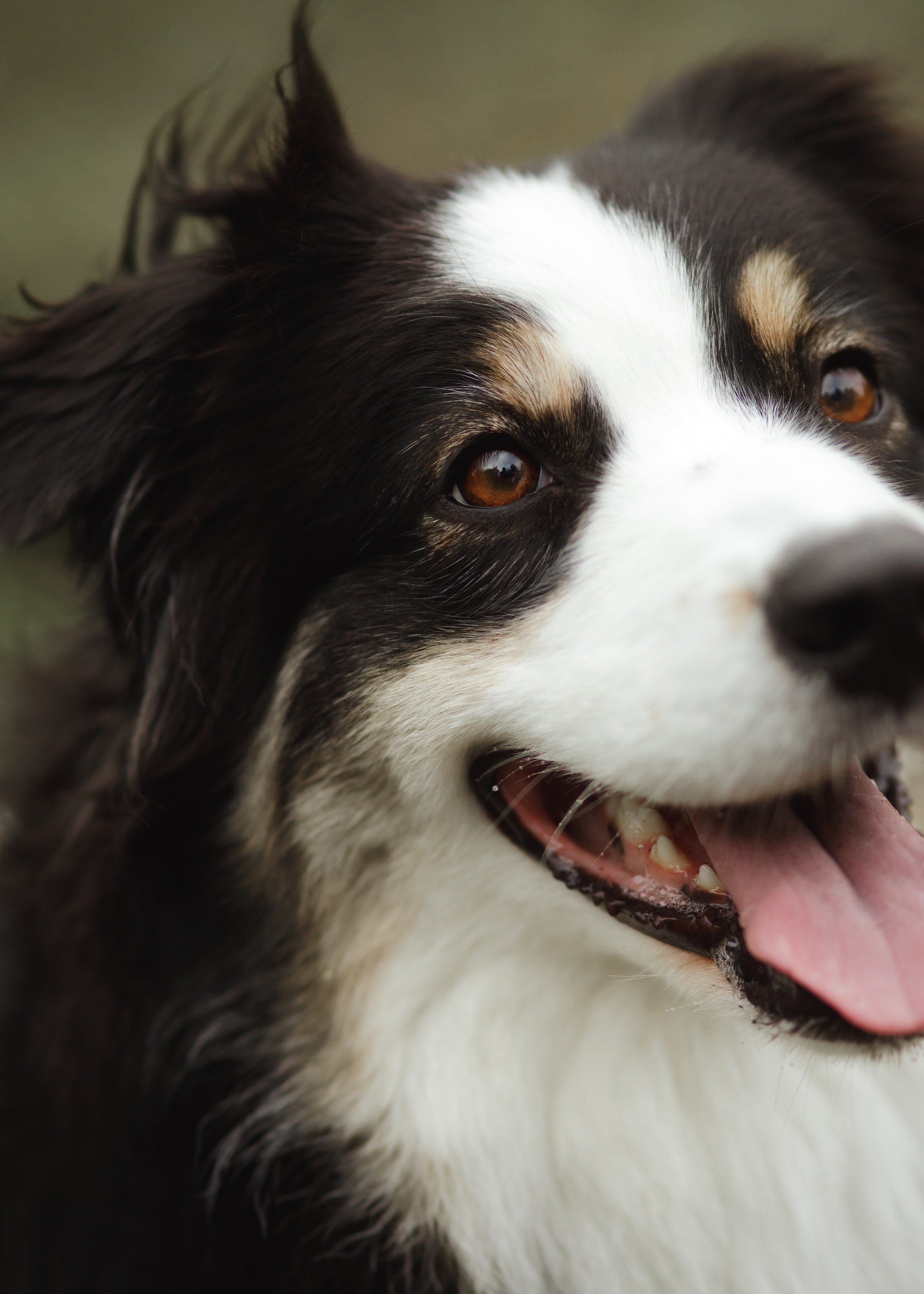 Finnish mossy hills. Kaja | fotograf psów we Wrocławiu