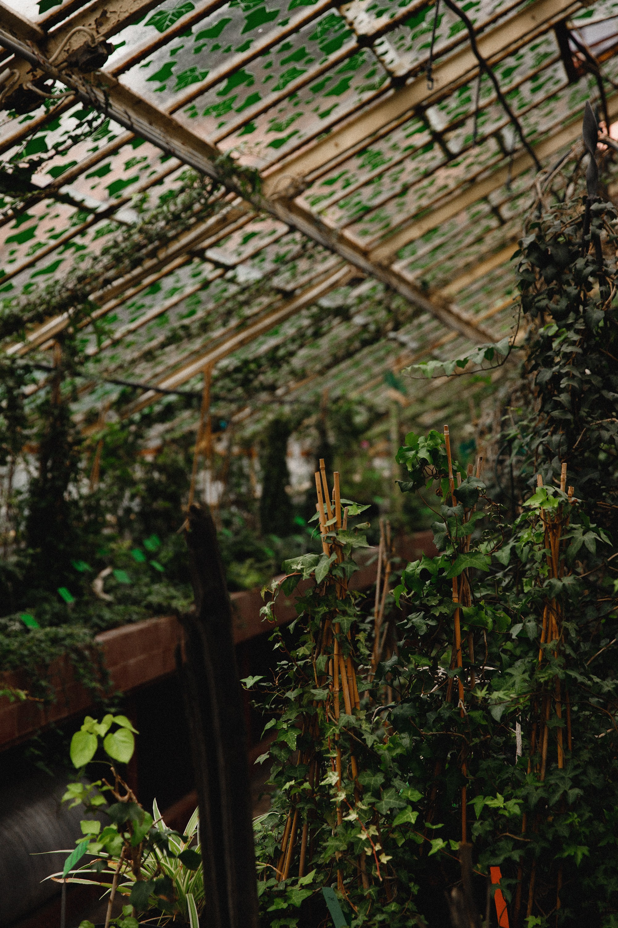 Botanical garden in Wroclaw. Kaja | fotograf we Wrocławiu | ludzie i psy