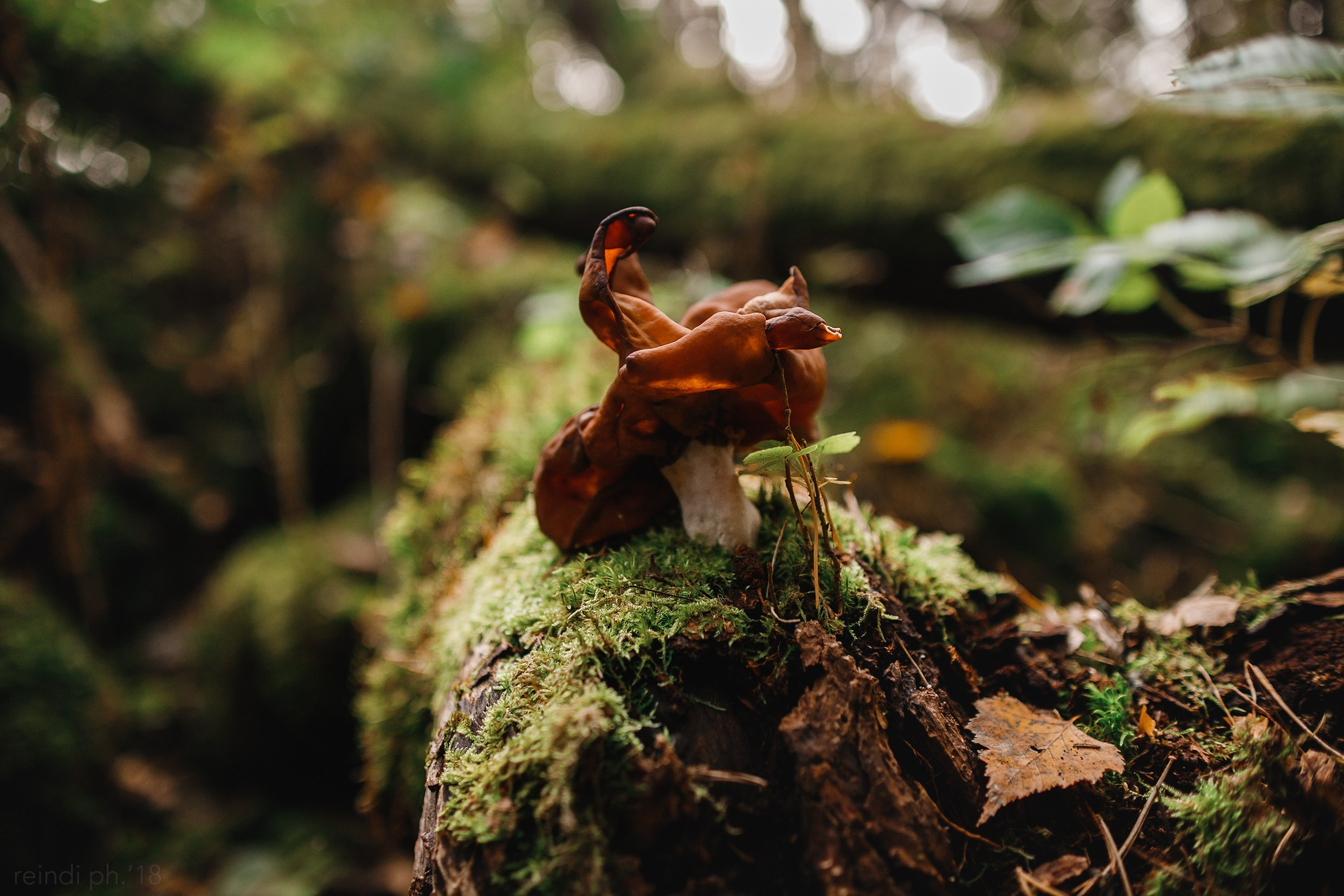 «Kasmach» dogs ammunition. Kaja | fotograf we Wrocławiu | ludzie i psy