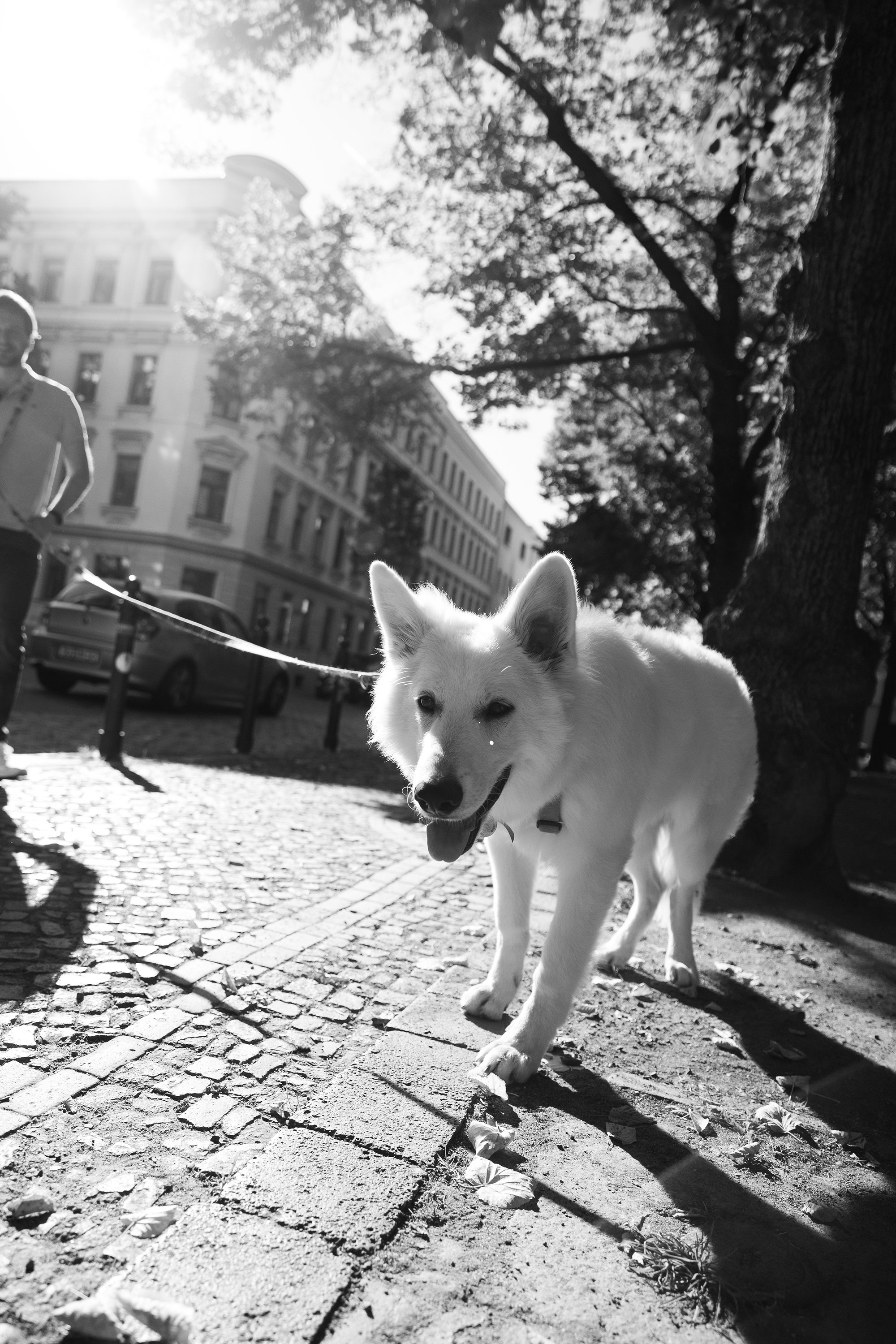 Astra in Leipzig. Kaja | fotograf we Wrocławiu | ludzie i psy