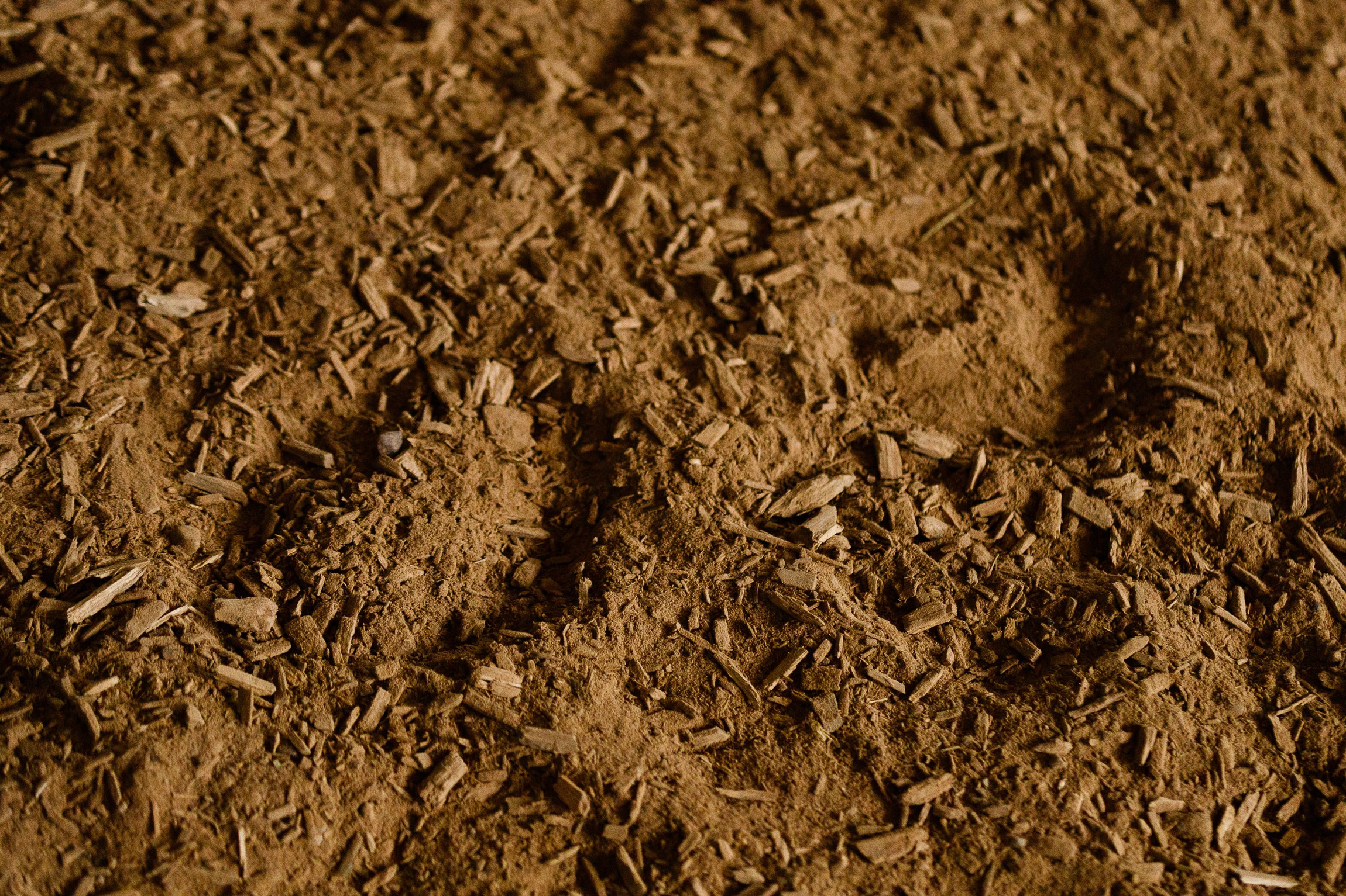 Horse winter games. Kaja | fotograf we Wrocławiu | ludzie i psy