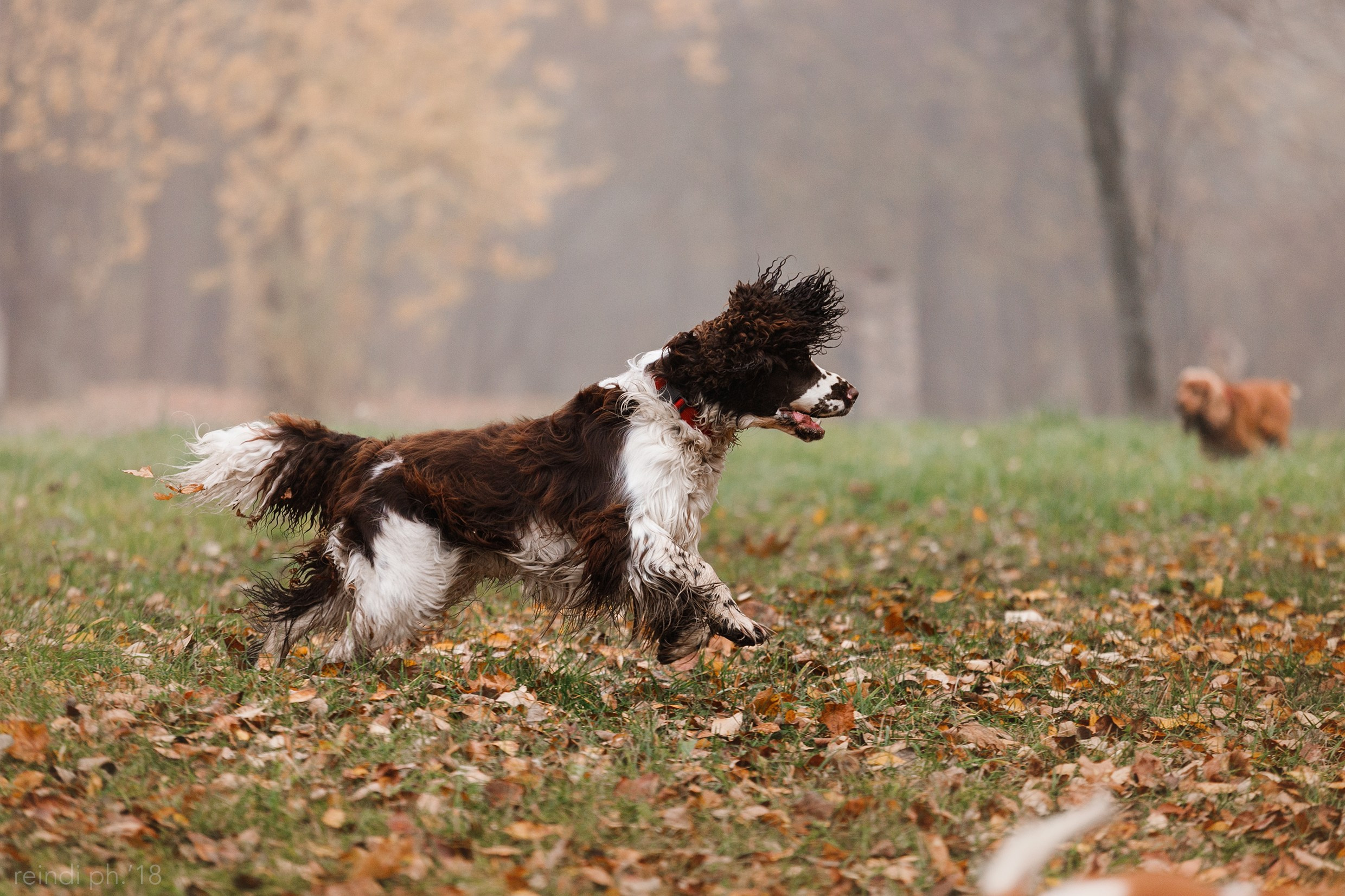 Frisbee and dog puller championship | autumn. Kaja | fotograf we Wrocławiu | ludzie i psy