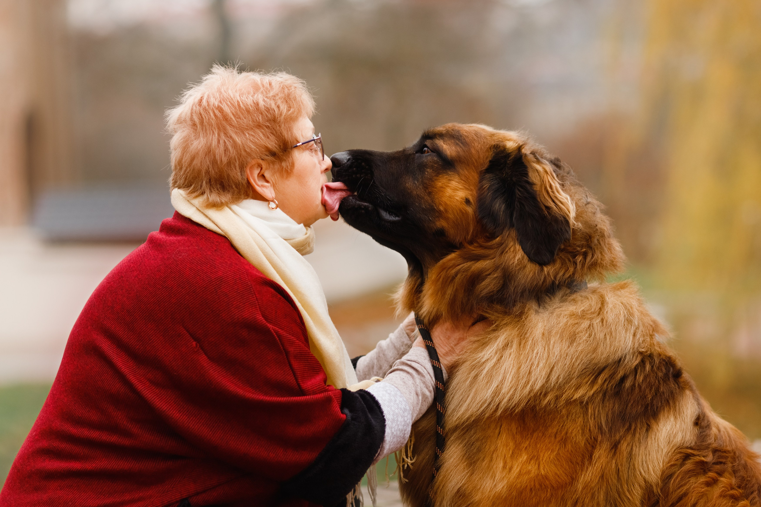 Leonbergers. Kaja | fotograf we Wrocławiu | ludzie i psy
