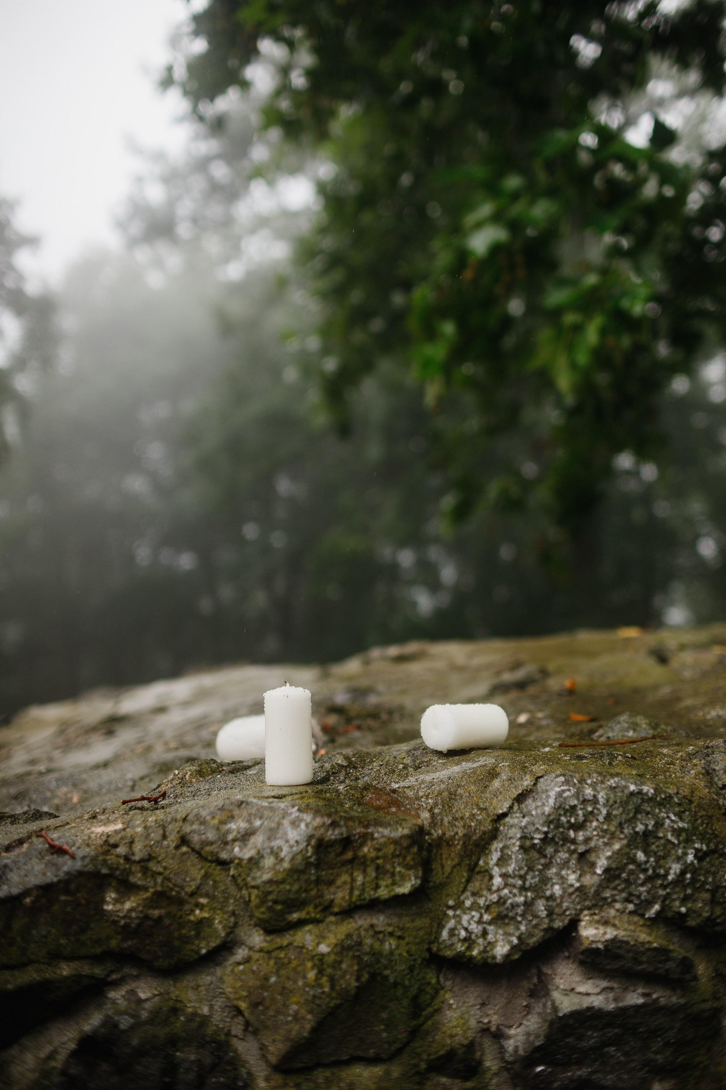 Zamek Grodziec. Kaja | fotograf psów we Wrocławiu