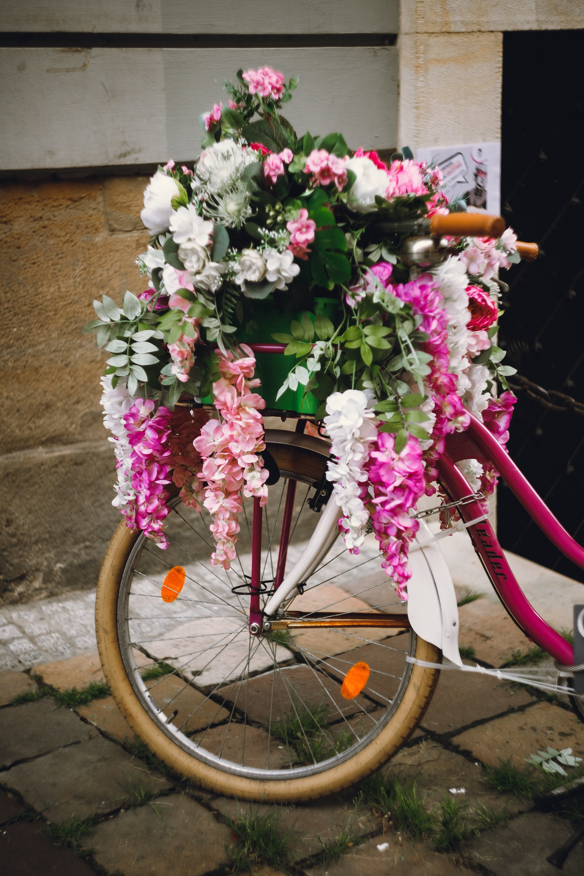 Krakow. Kaja | fotograf psów we Wrocławiu