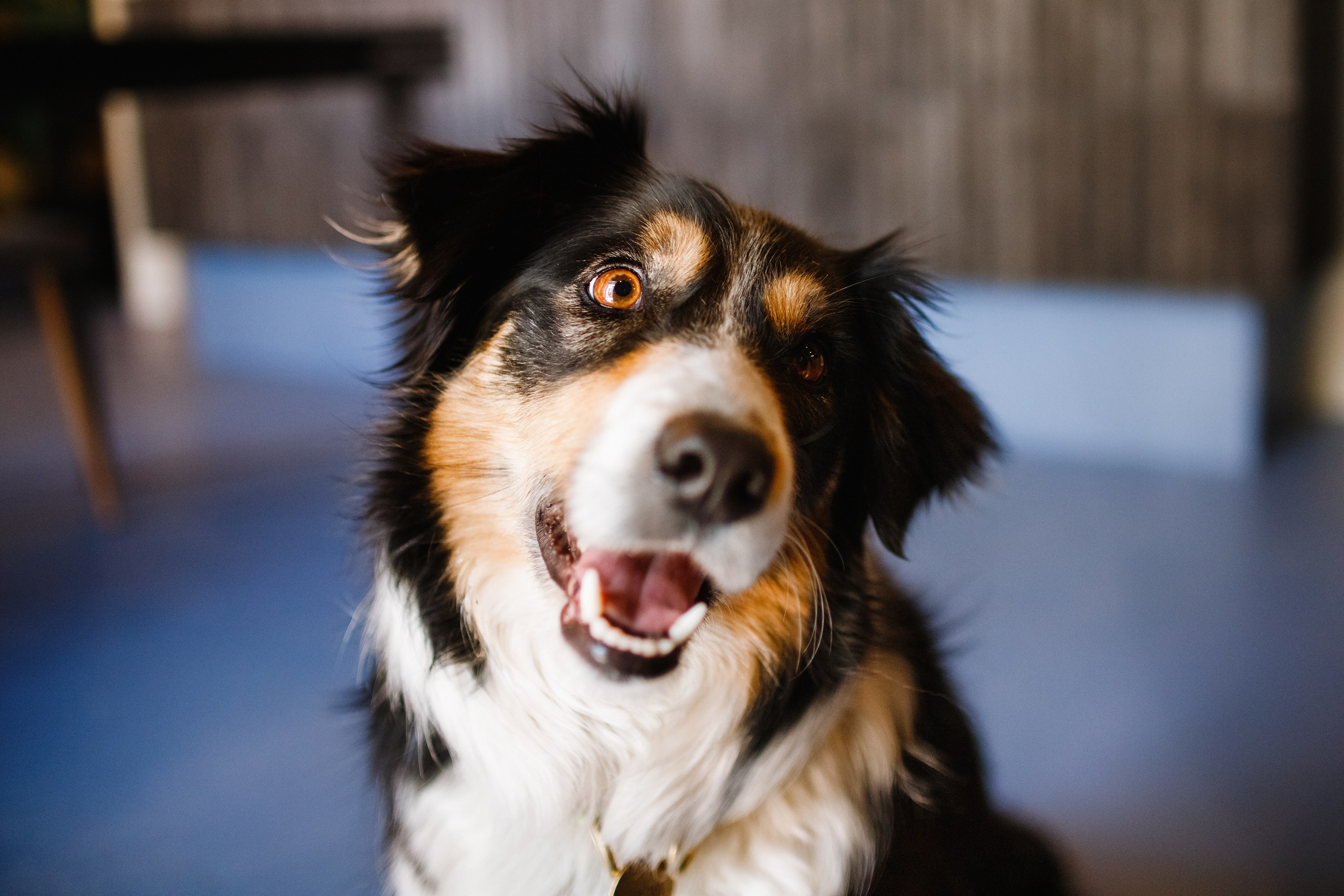 Dog trainer blog content. Kaja | fotograf we Wrocławiu | ludzie i psy