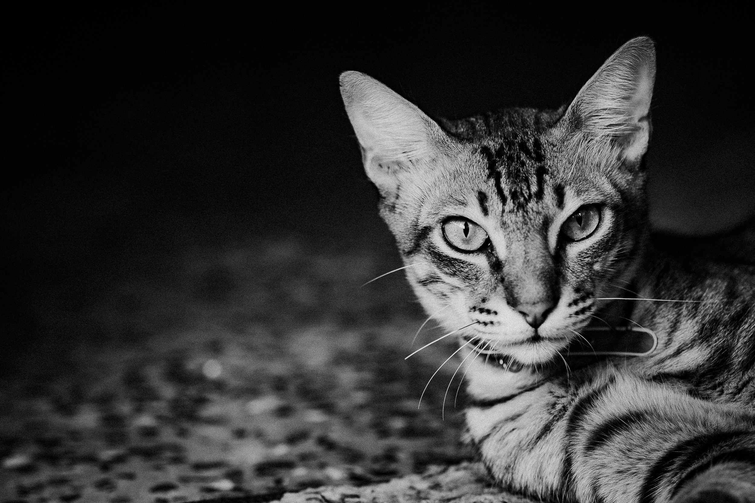 Pet photography. Portrait Photographer in Bangalore | ONEIRO by Anbu Jawahar