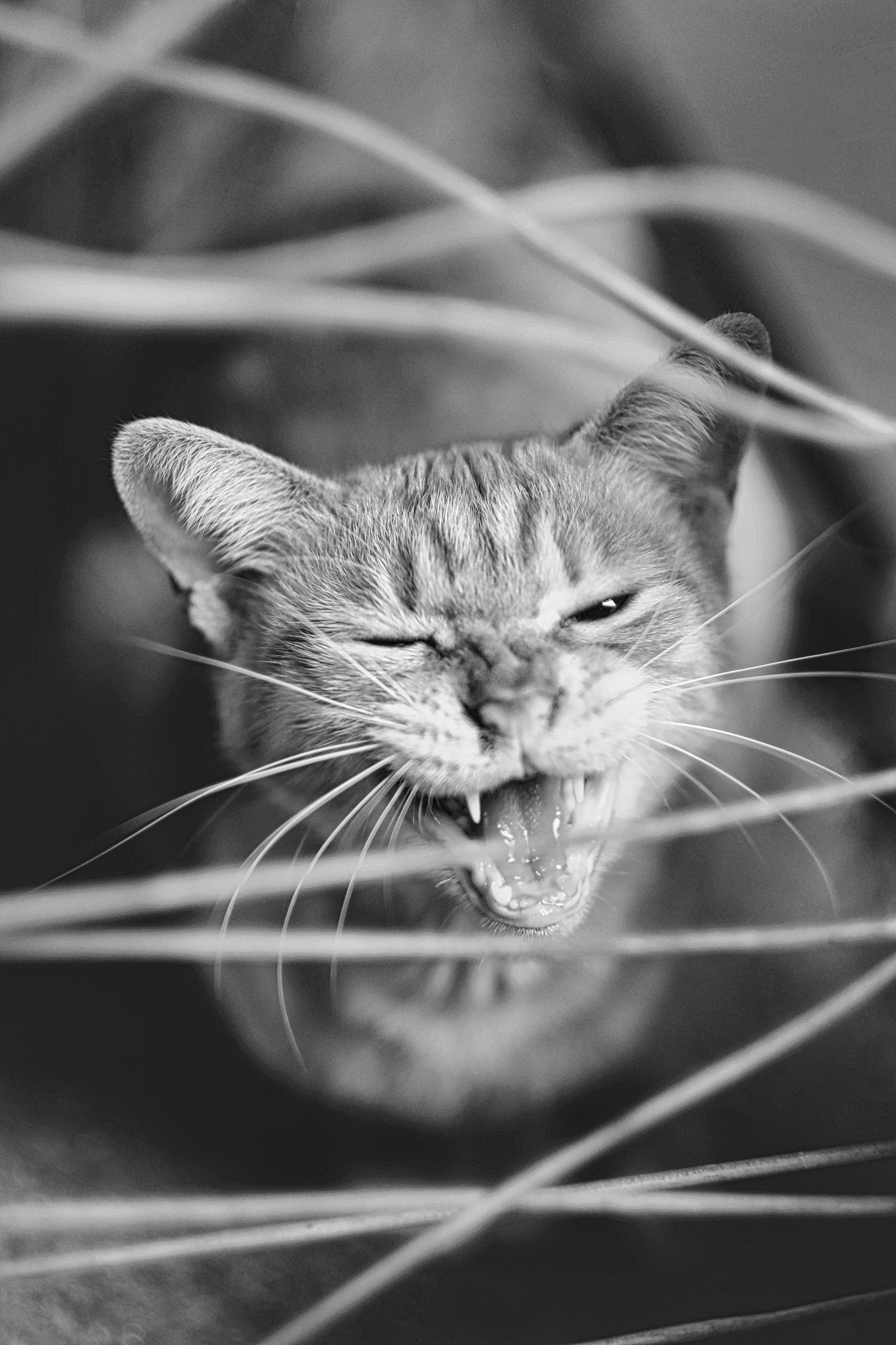 Stray Cat in Black and White Photography 📷 | China 🇨🇳 