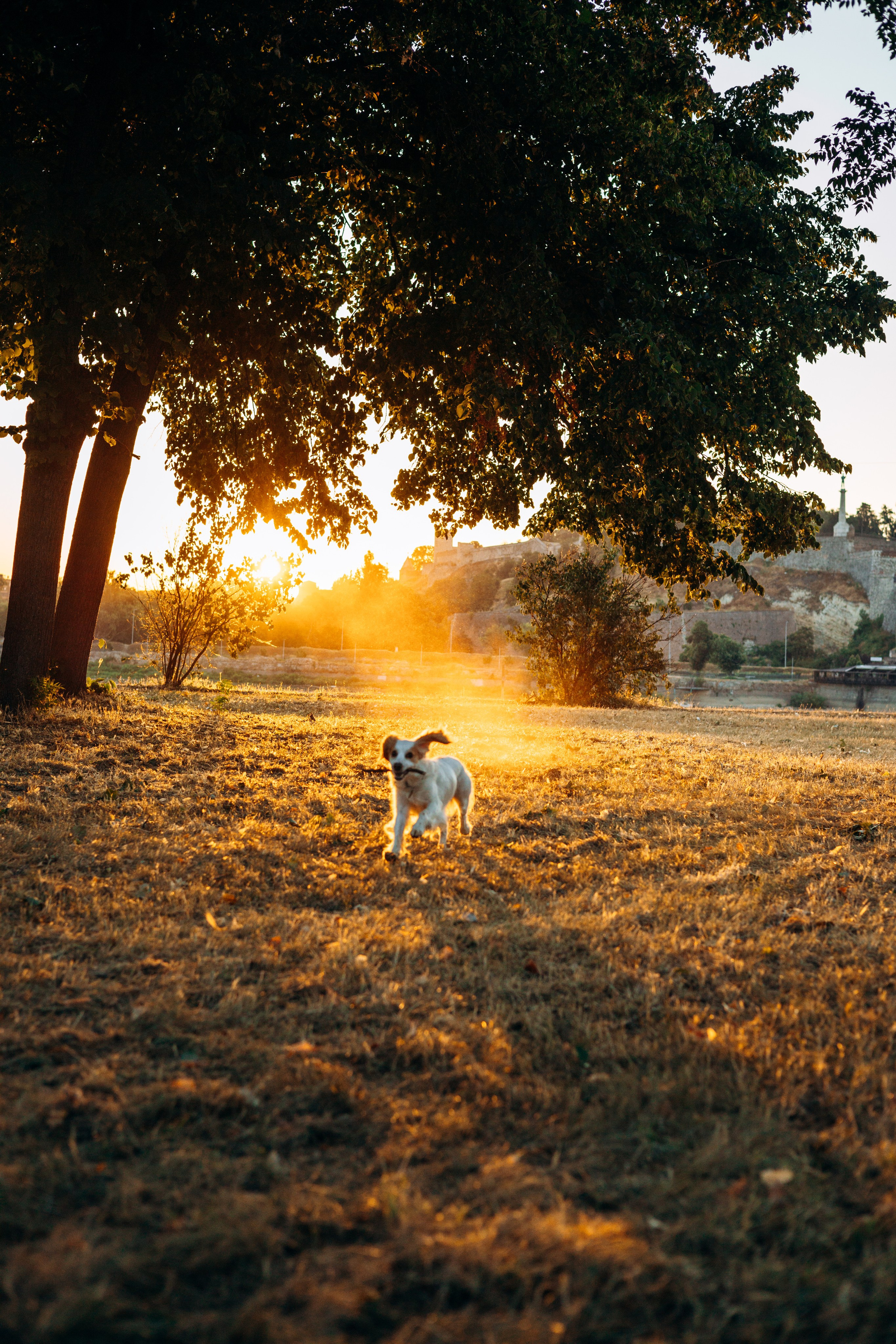 Софья и Арья. Фотограф-анималист | Белград