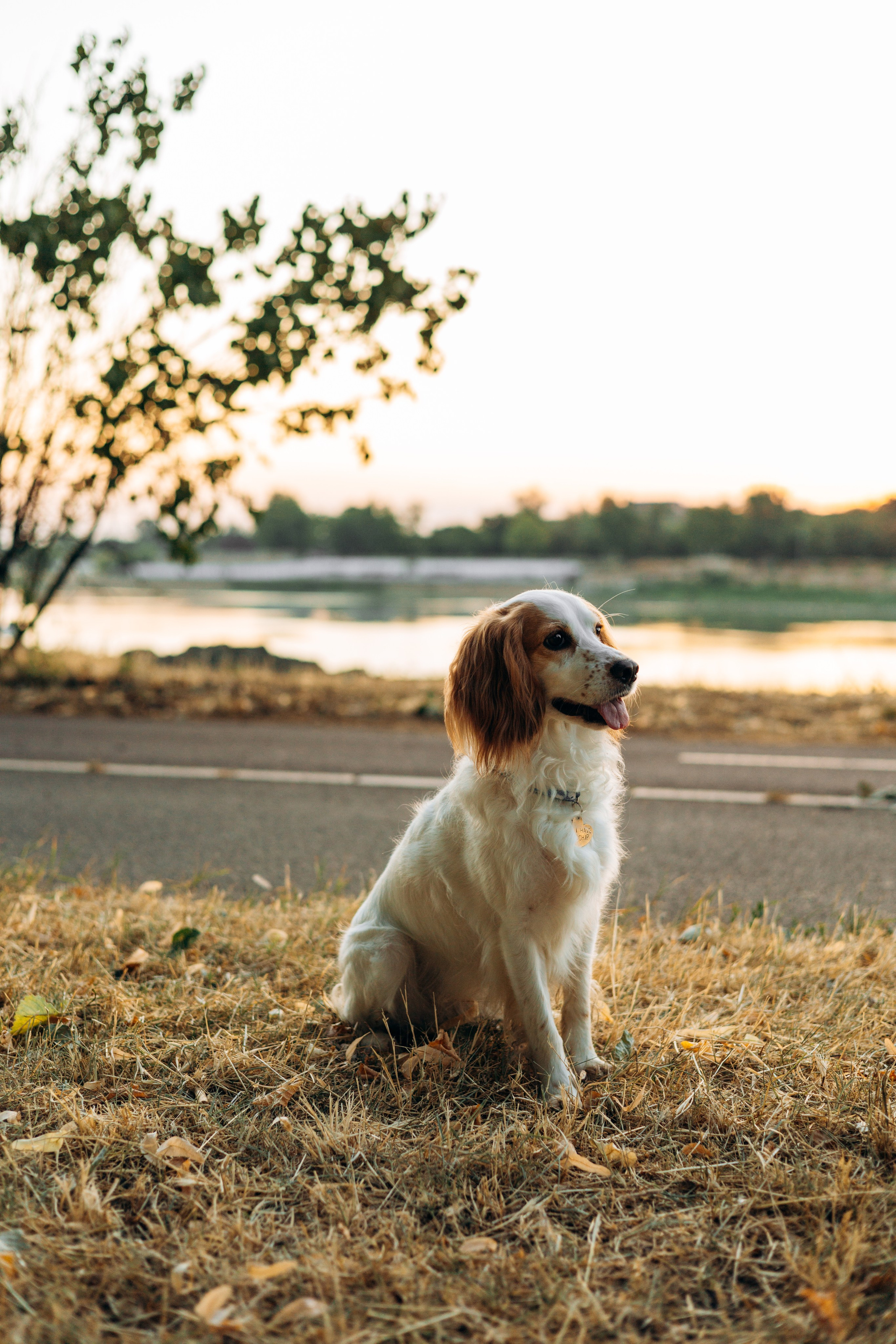 Софья и Арья. Фотограф-анималист | Белград