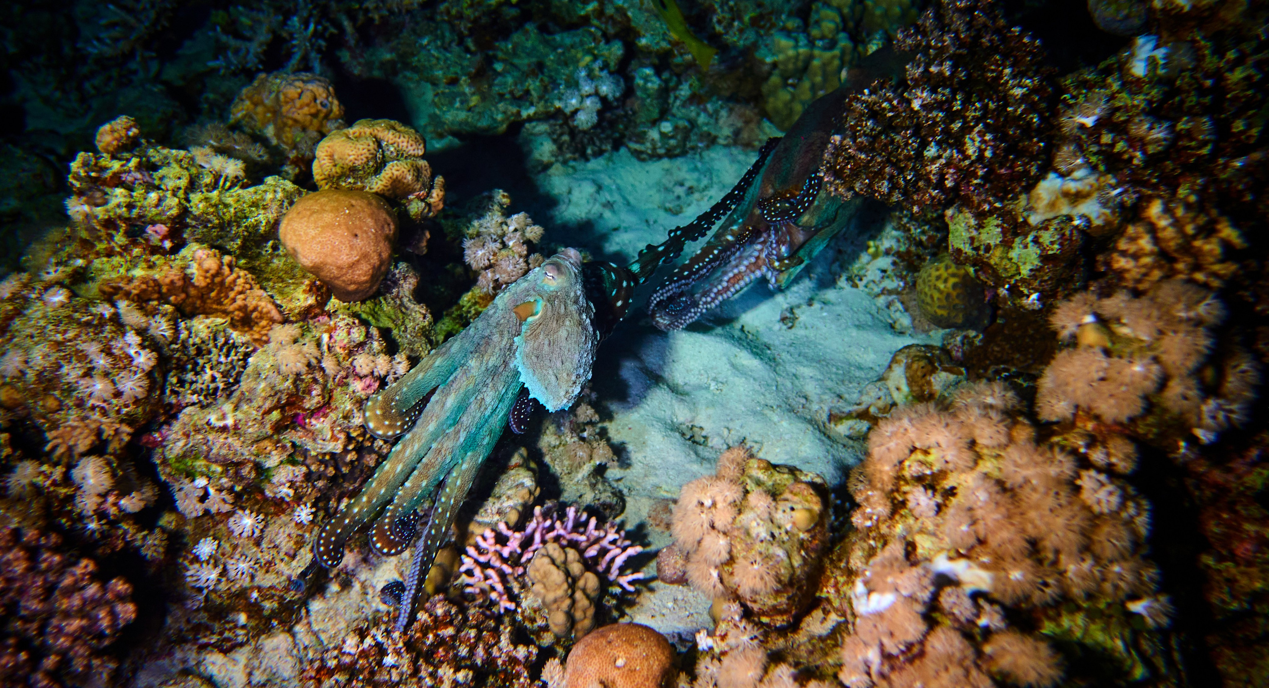 2023-11 - Diving Safari Deep South Egypt. Andriej Szypilow — Photography & Videography