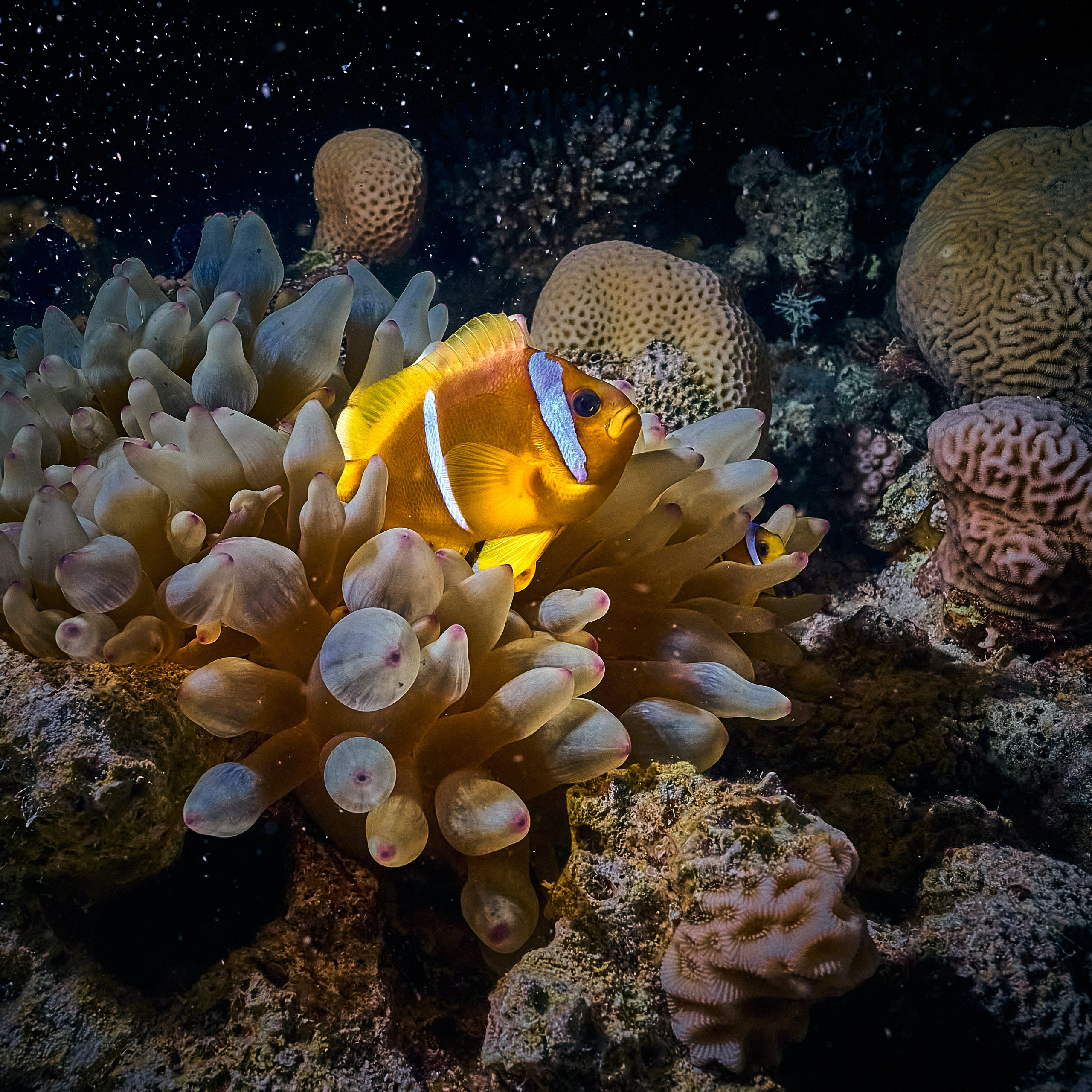 Mieszkańcy mórz. Andriej Szypilow — Photography & Videography