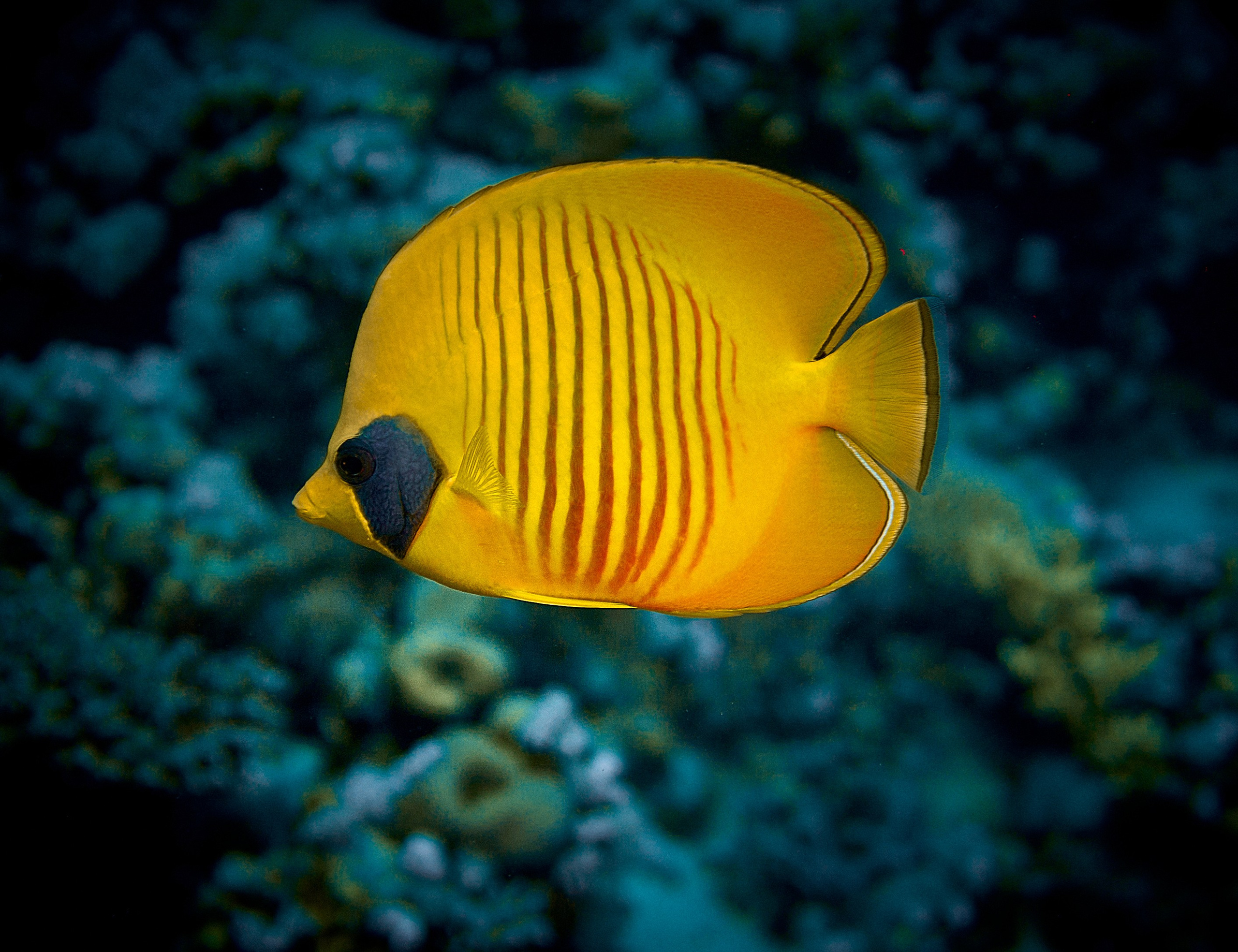2023-11 - Diving Safari Deep South Egypt. Andriej Szypilow — Photography & Videography
