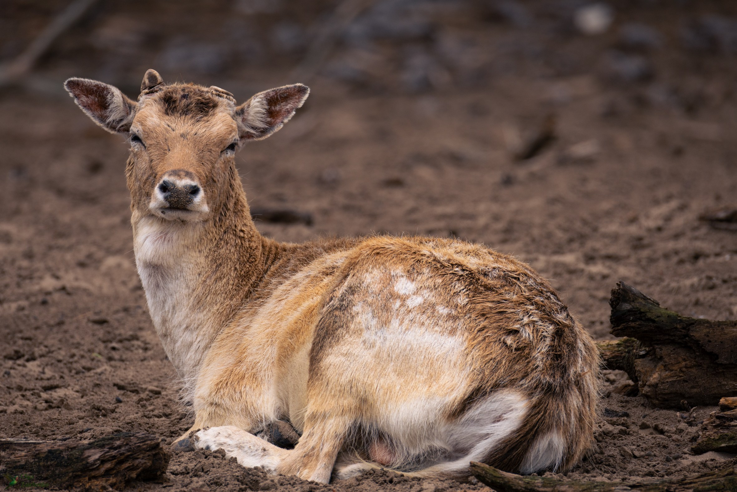Sika deer Ciervo sica Cervus nippon