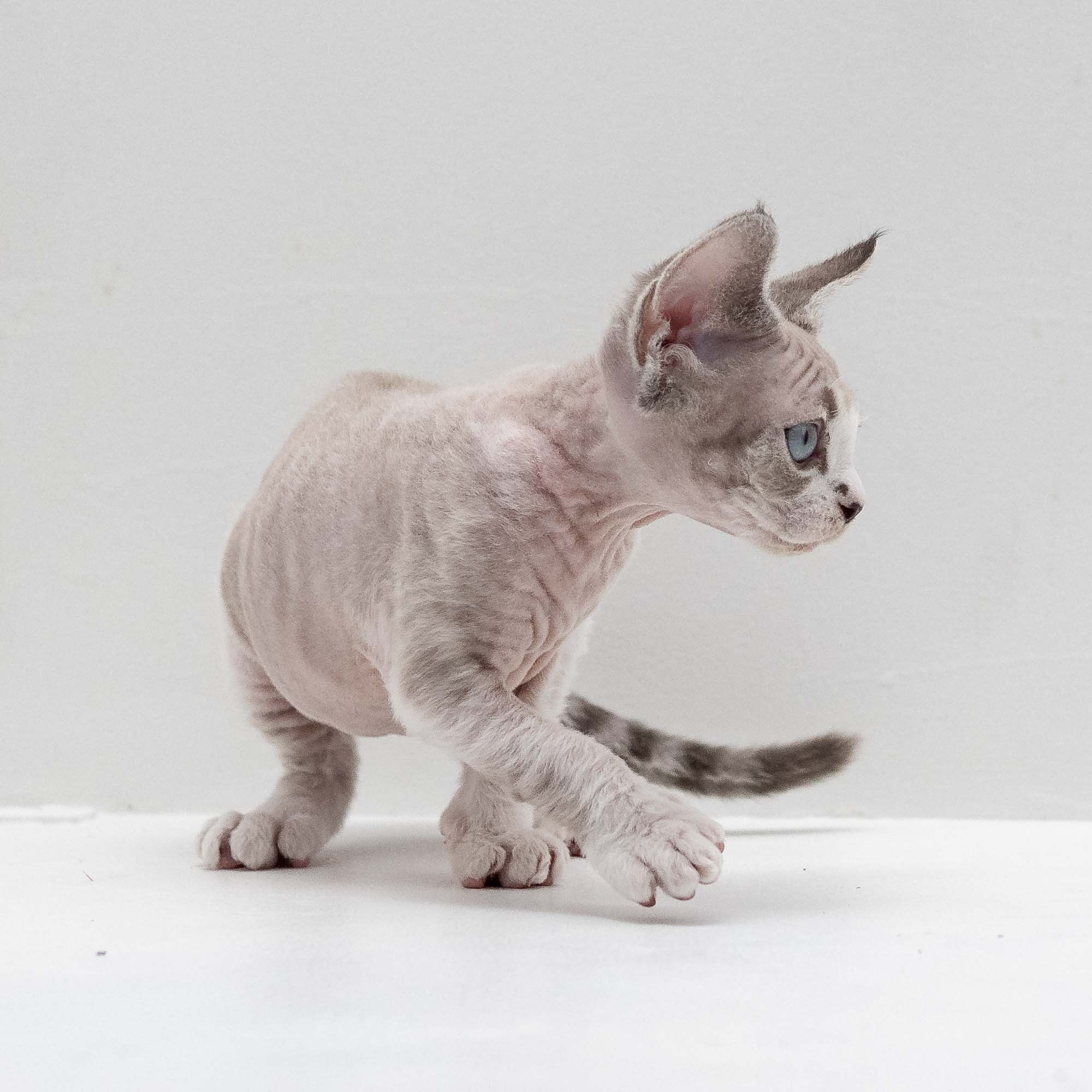 Frank, boy, born on 01.01.25. Devon Rex Pixie Cattery
