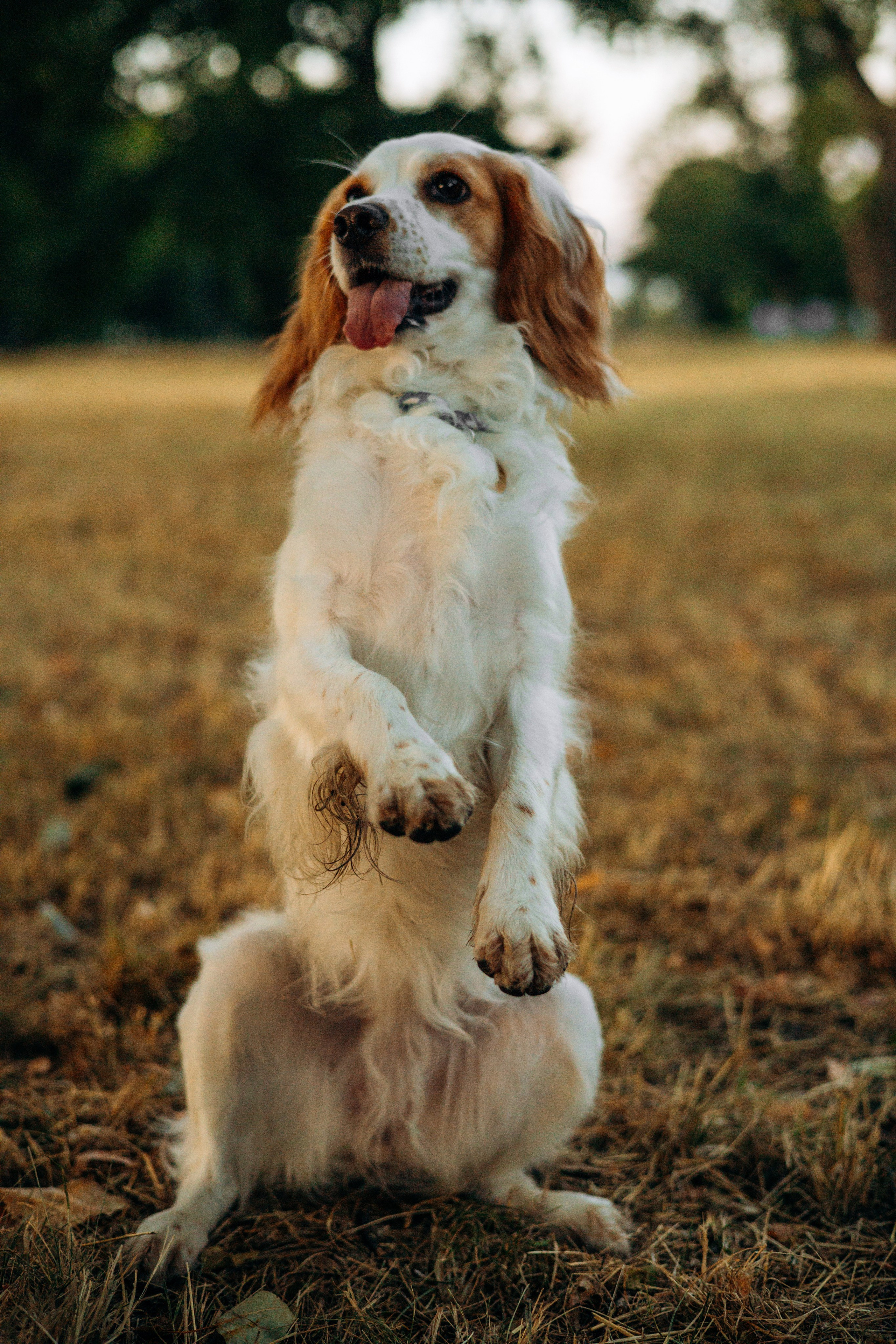 Софья и Арья. Фотограф-анималист | Белград