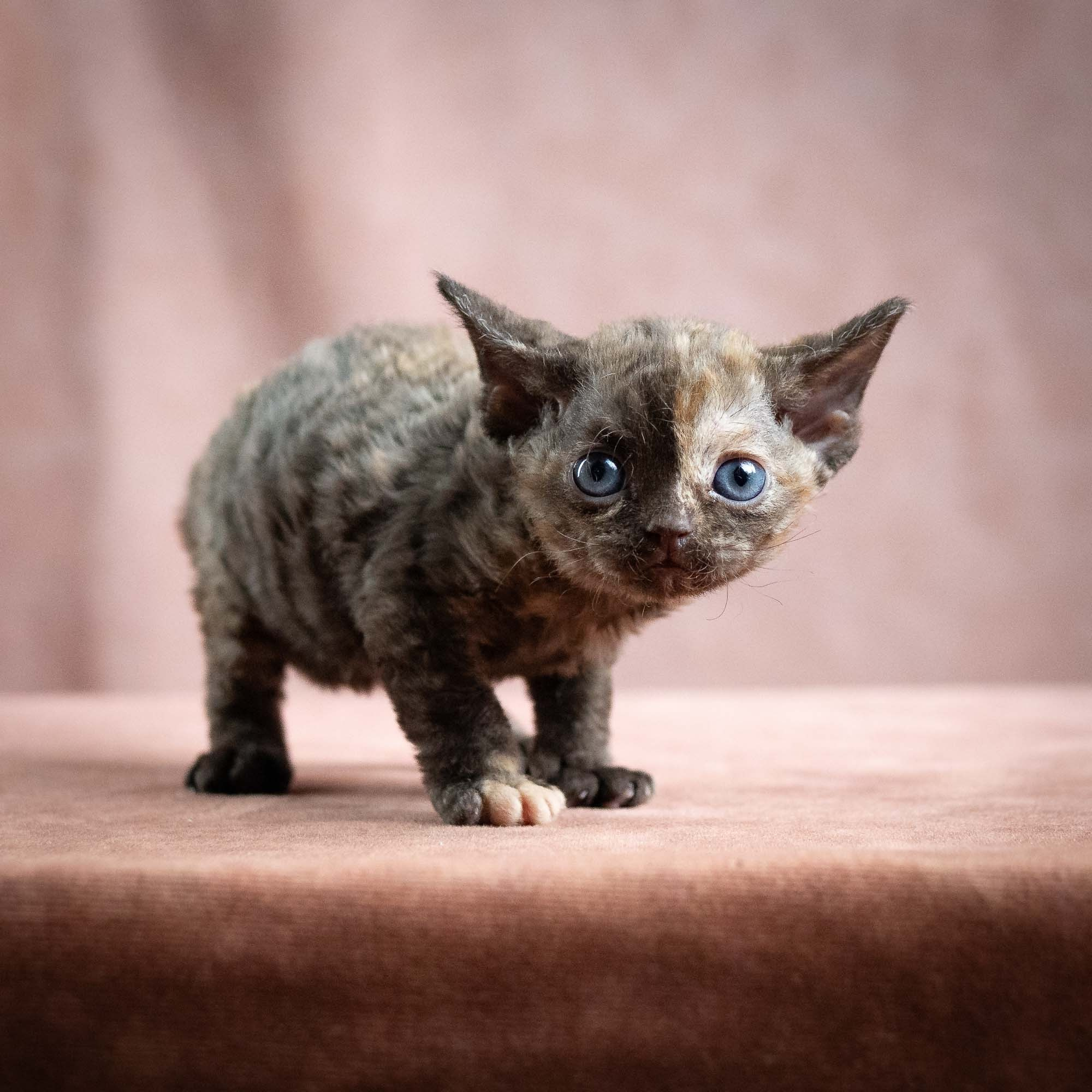 Mocha, girl, born 01.15.26. Devon Rex Pixie Cattery