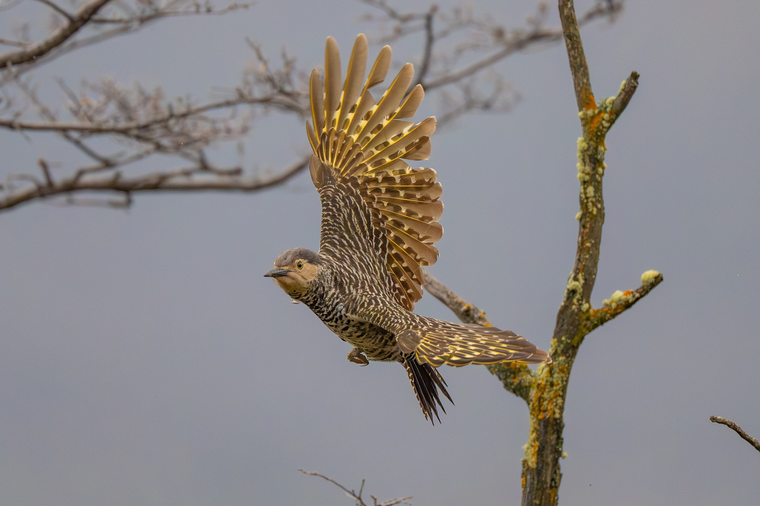Carpinteros. Nature photographer Yuri Soria-Galvarro