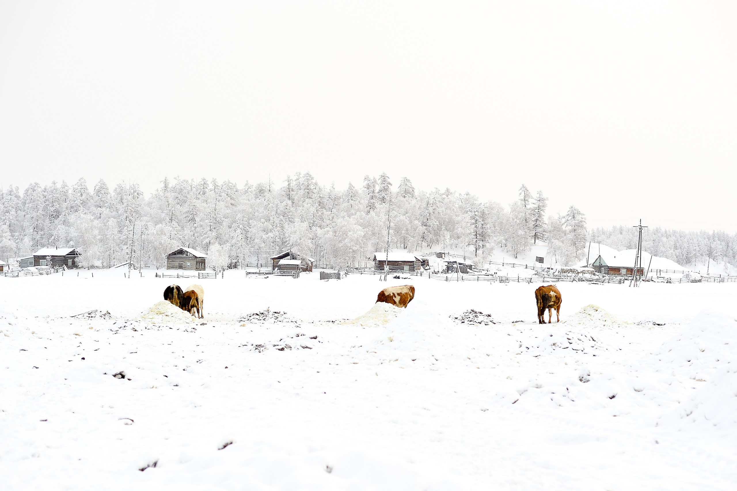 La meilleure saison. Ayar Kuo