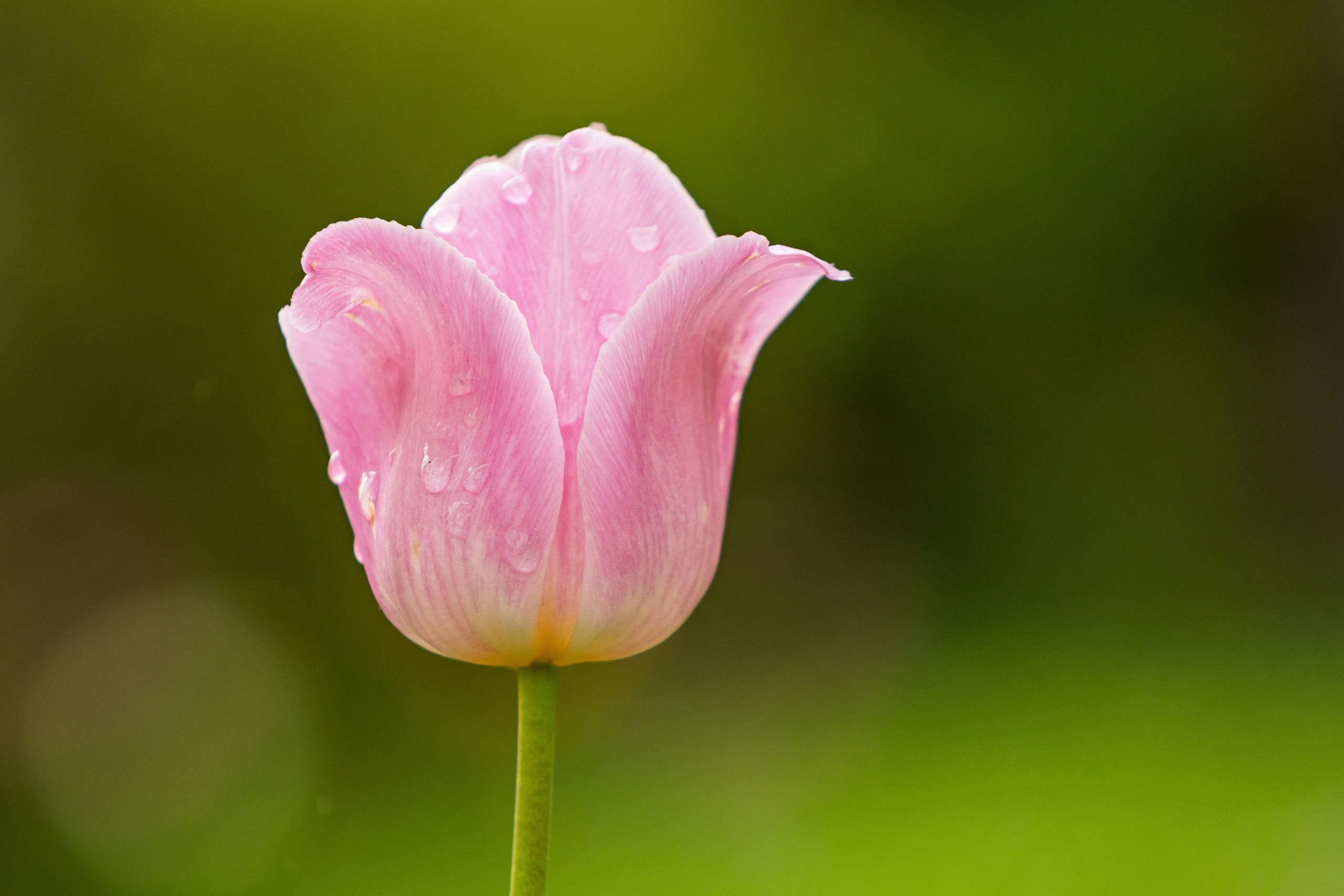 Portret bebeluș la botez realizat de Mitroi Iulian