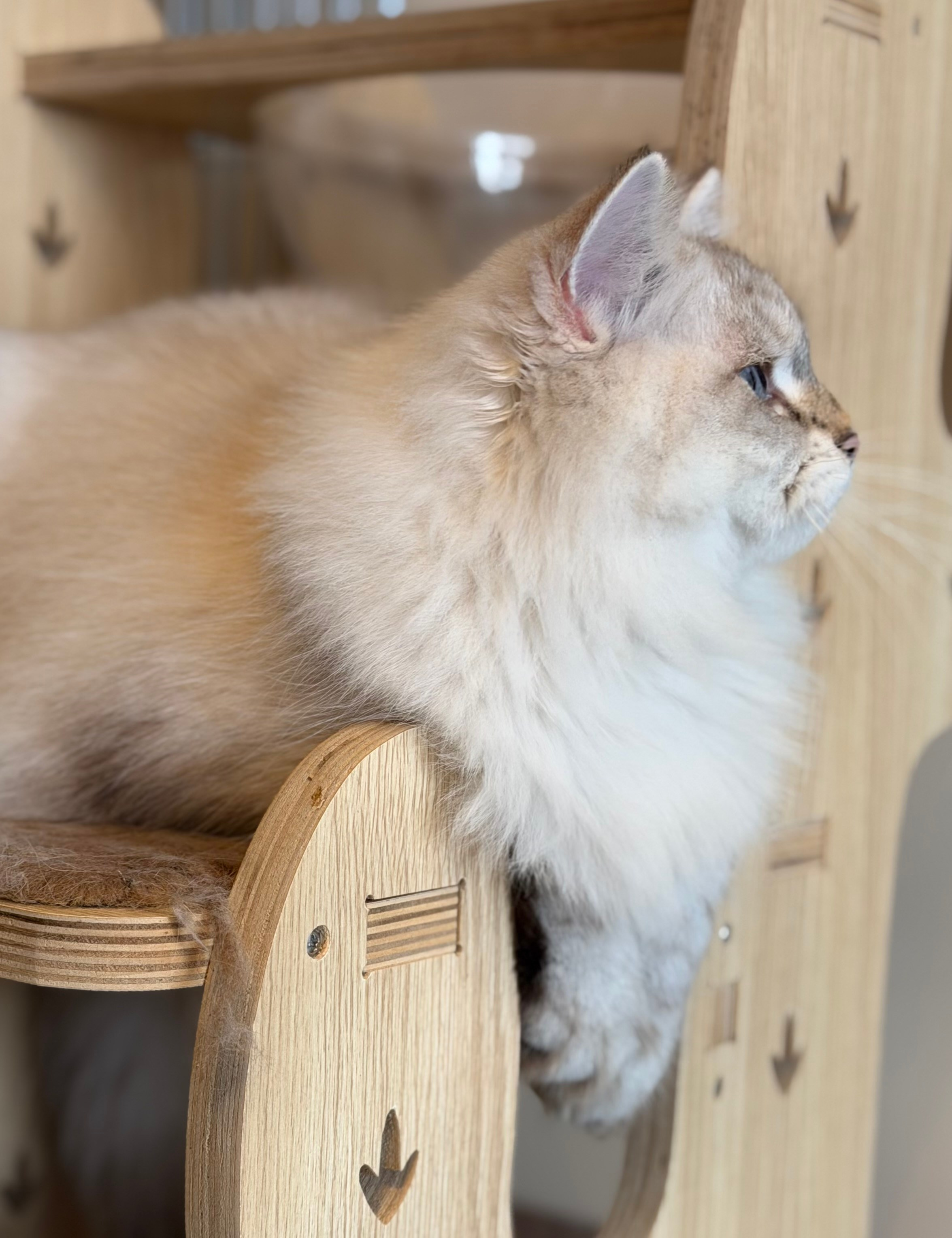 LEMON GREEN SIBERIANS AIUSHA