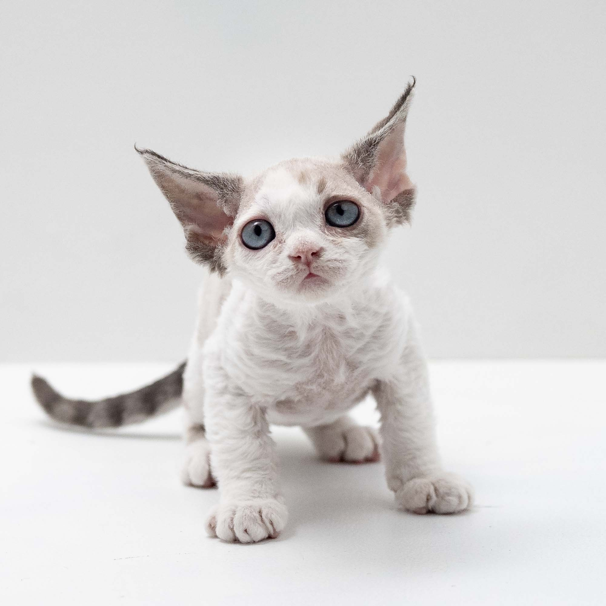 Frodo, boy, born on 01.01.25. Devon Rex Pixie Cattery