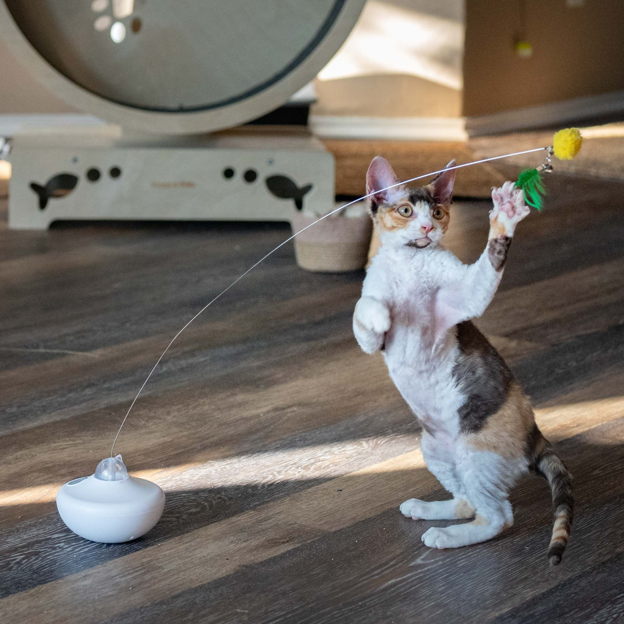 Dixie, girl, born on 06.06.24 SOLD. Devon Rex Pixie Cattery