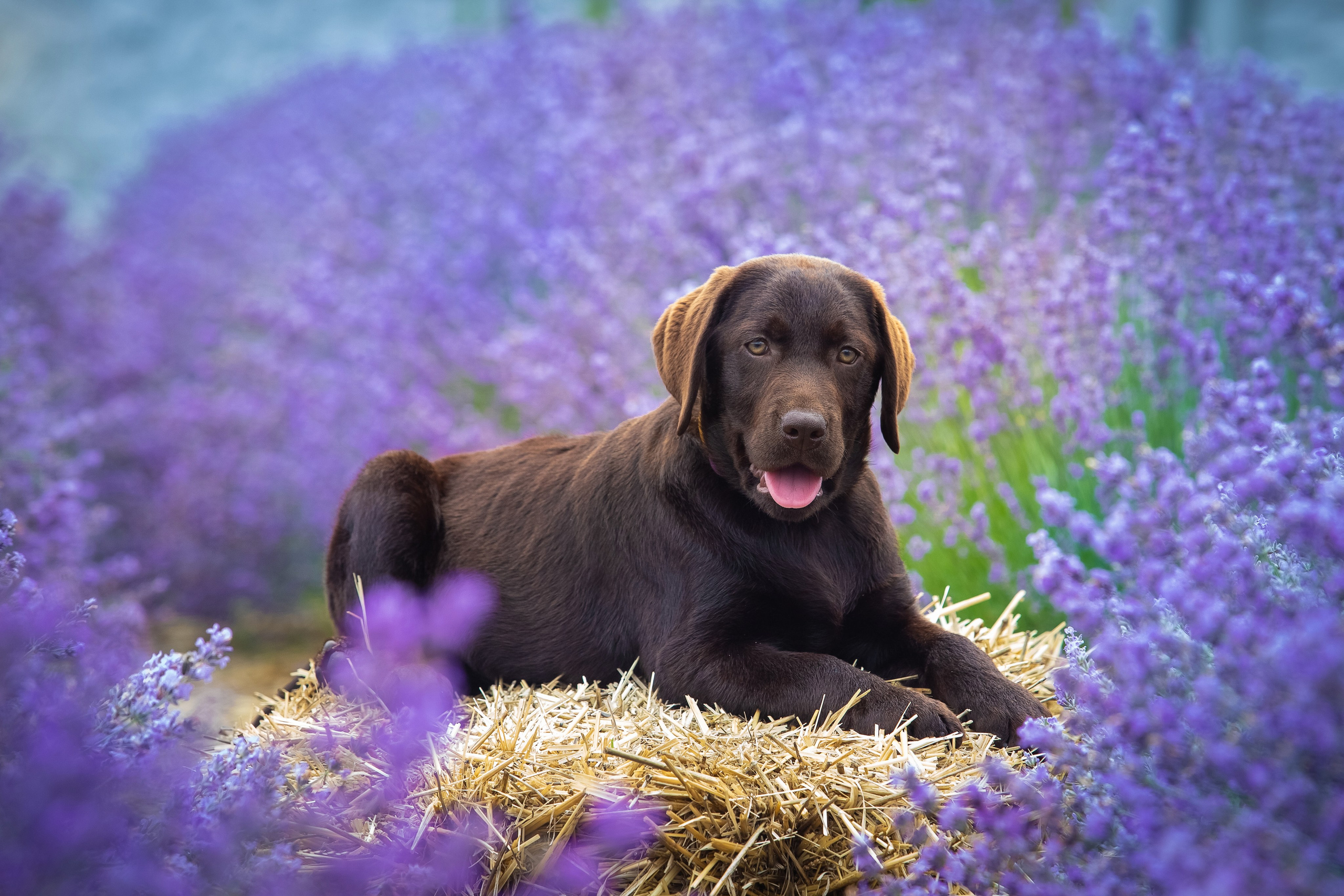Шоколадний лабрадор ретривер