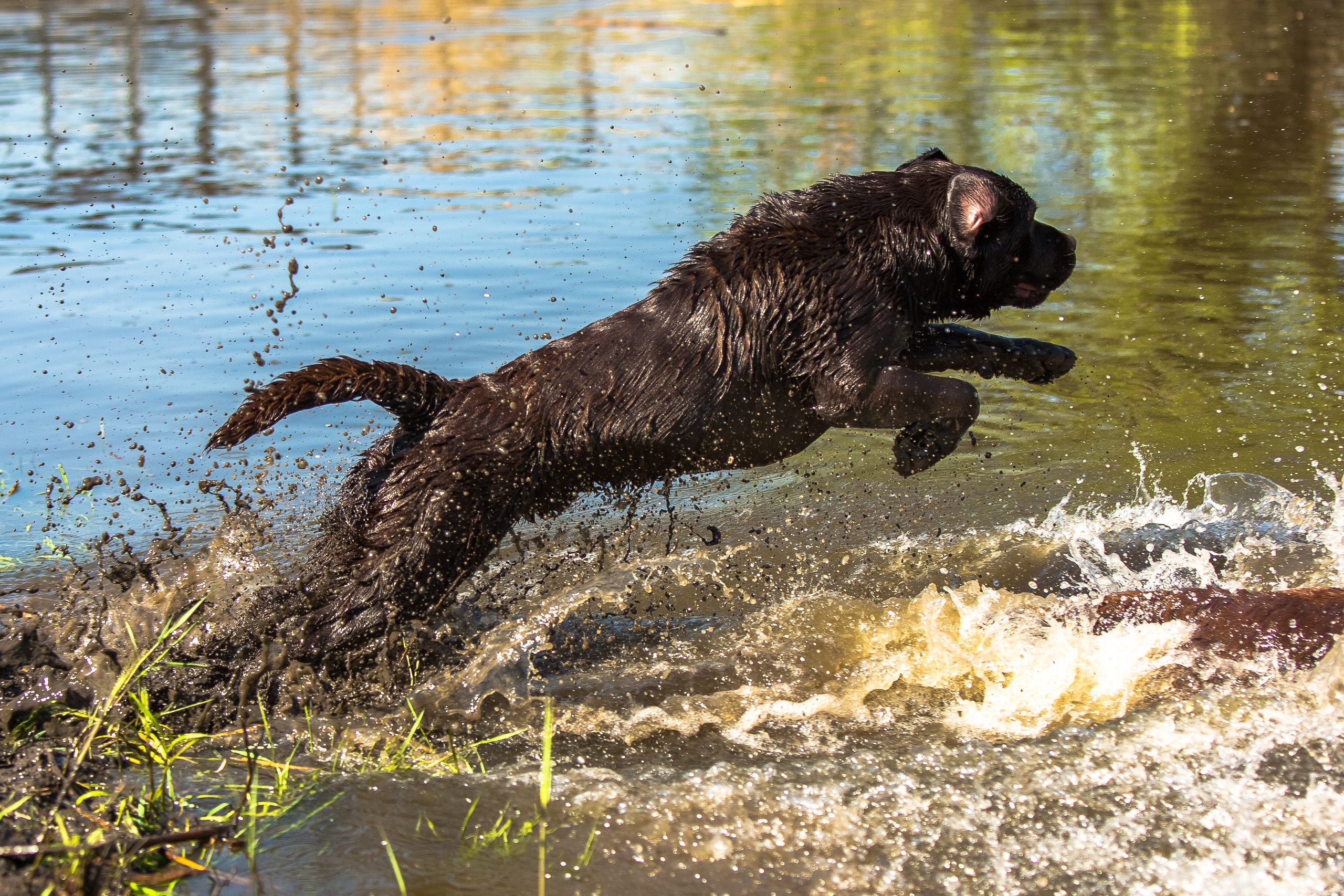 Newton. Цуценята лабрадор ретривера, Дніпро, Україна