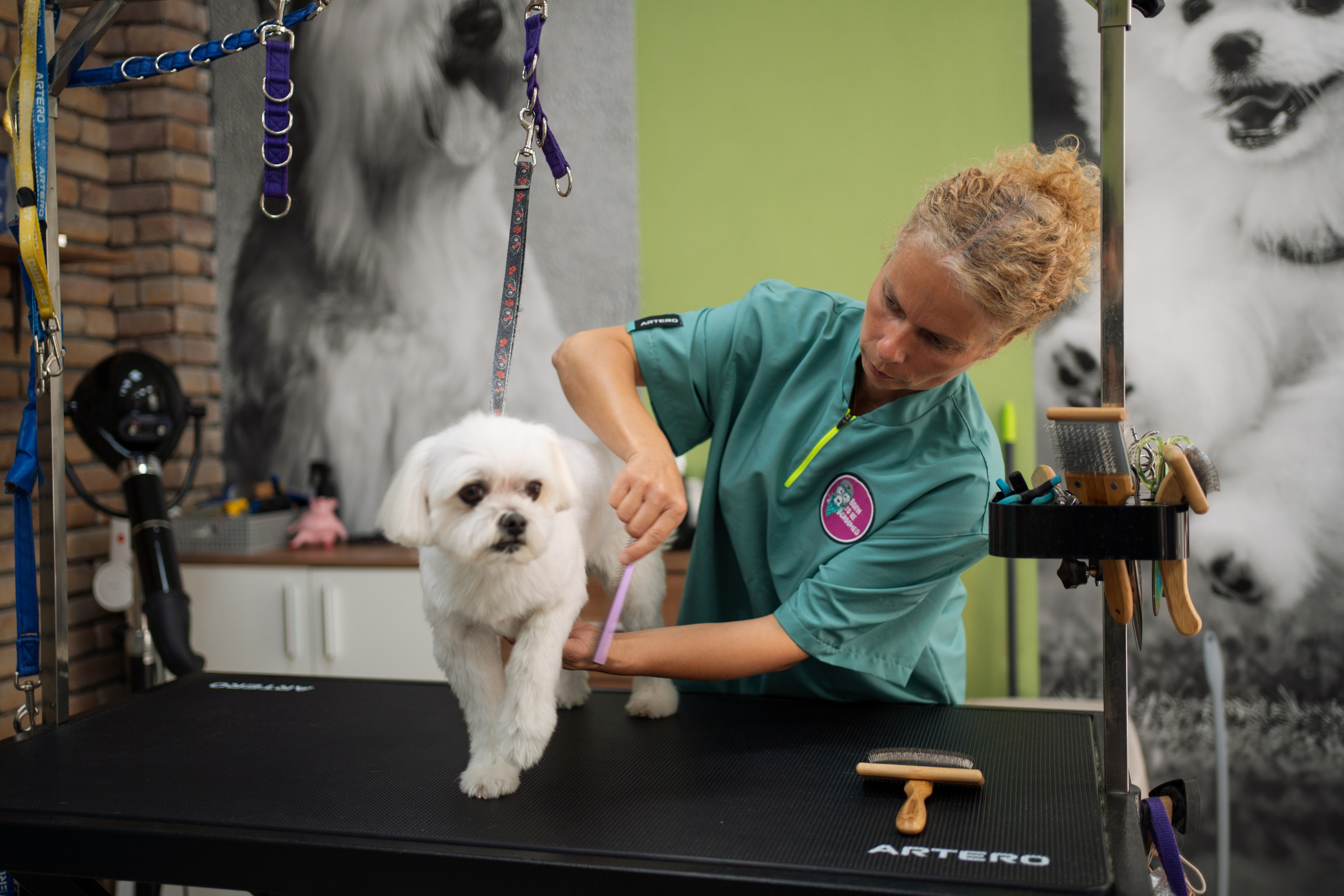 PetGroom Timisoara. Cozac Cristian Photographer