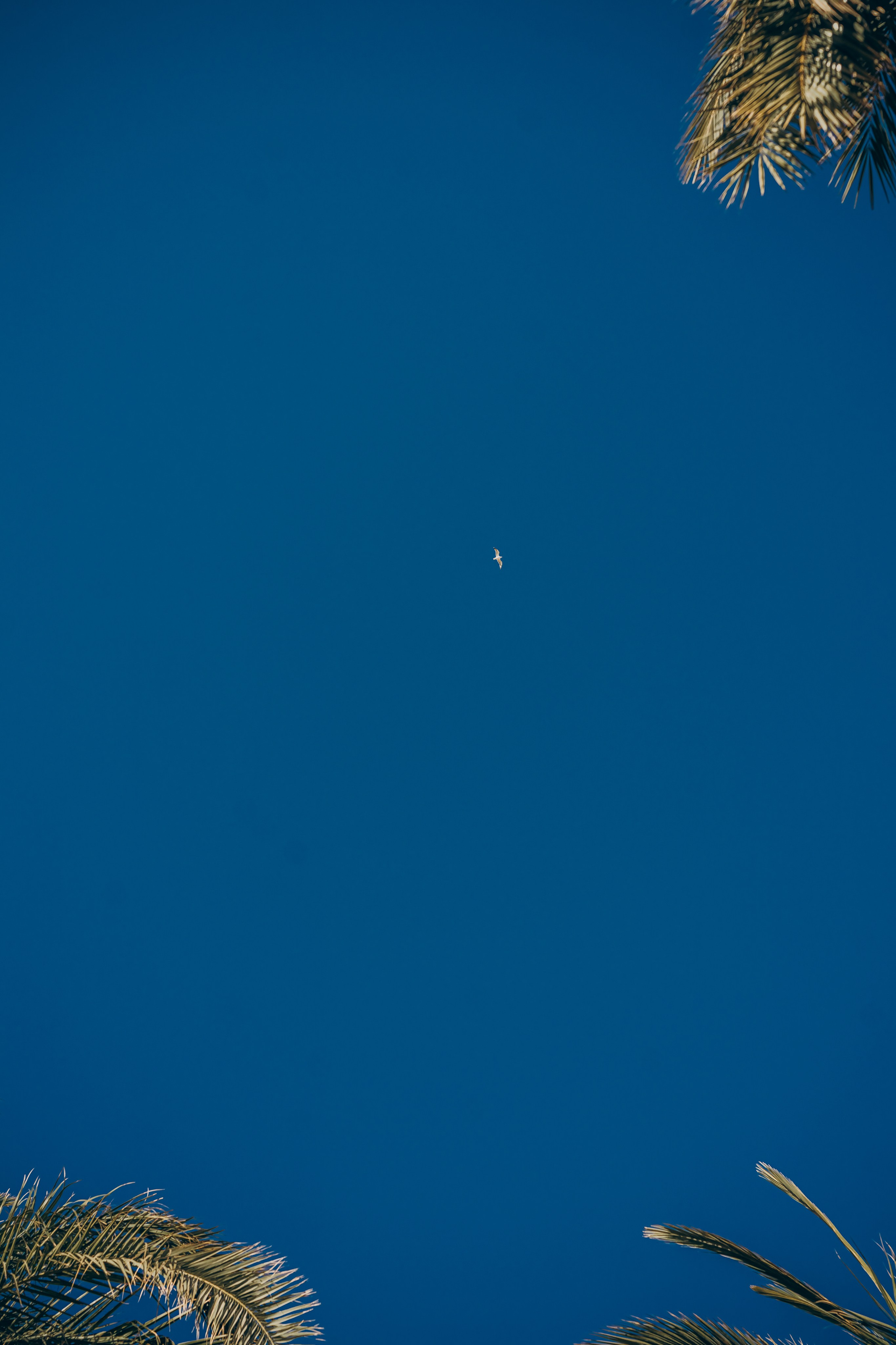 Love’s Promise. Фотограф у Пальма де Майорка