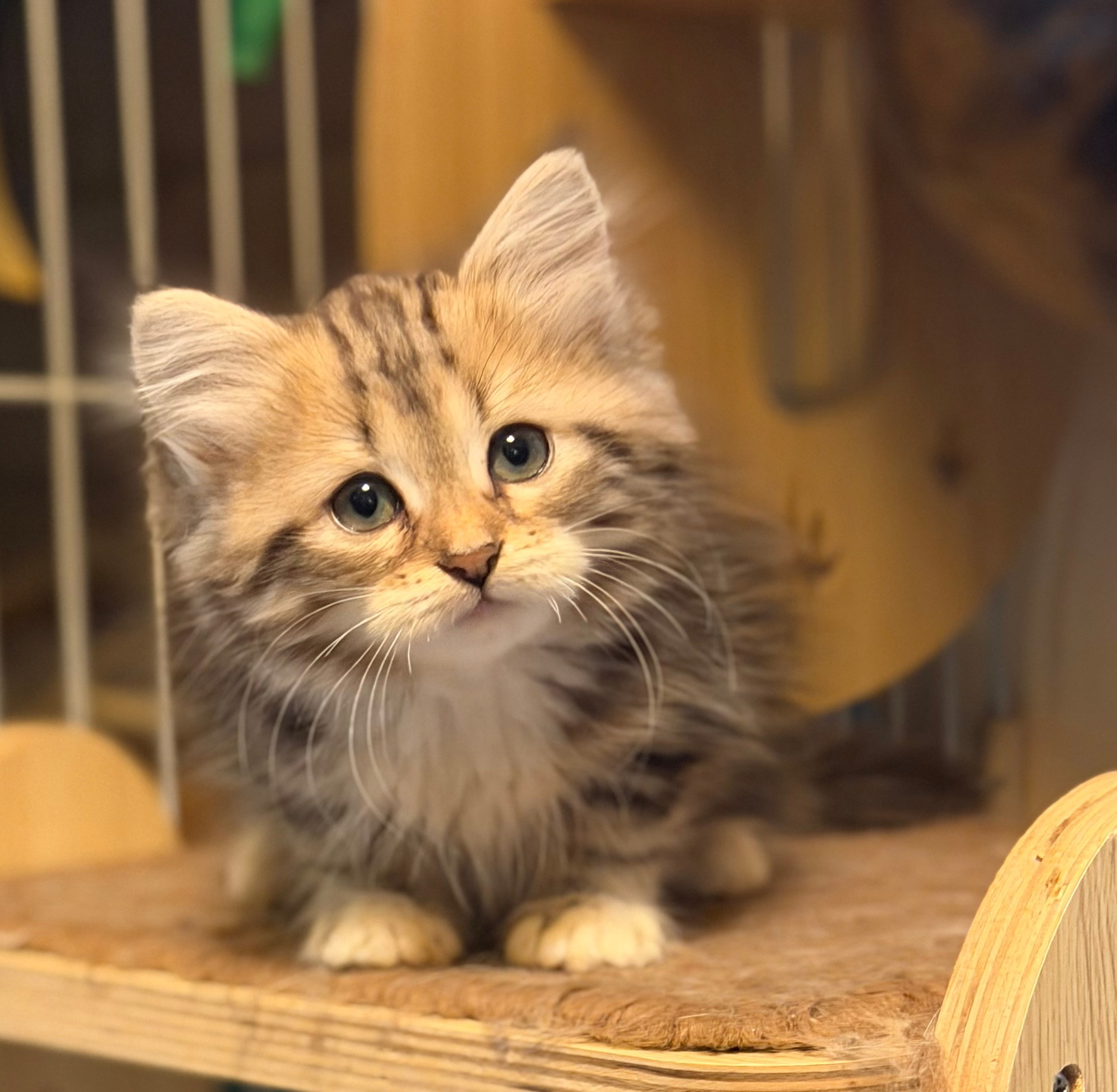 available - Danielle - Brown Classic Tabby & White Female