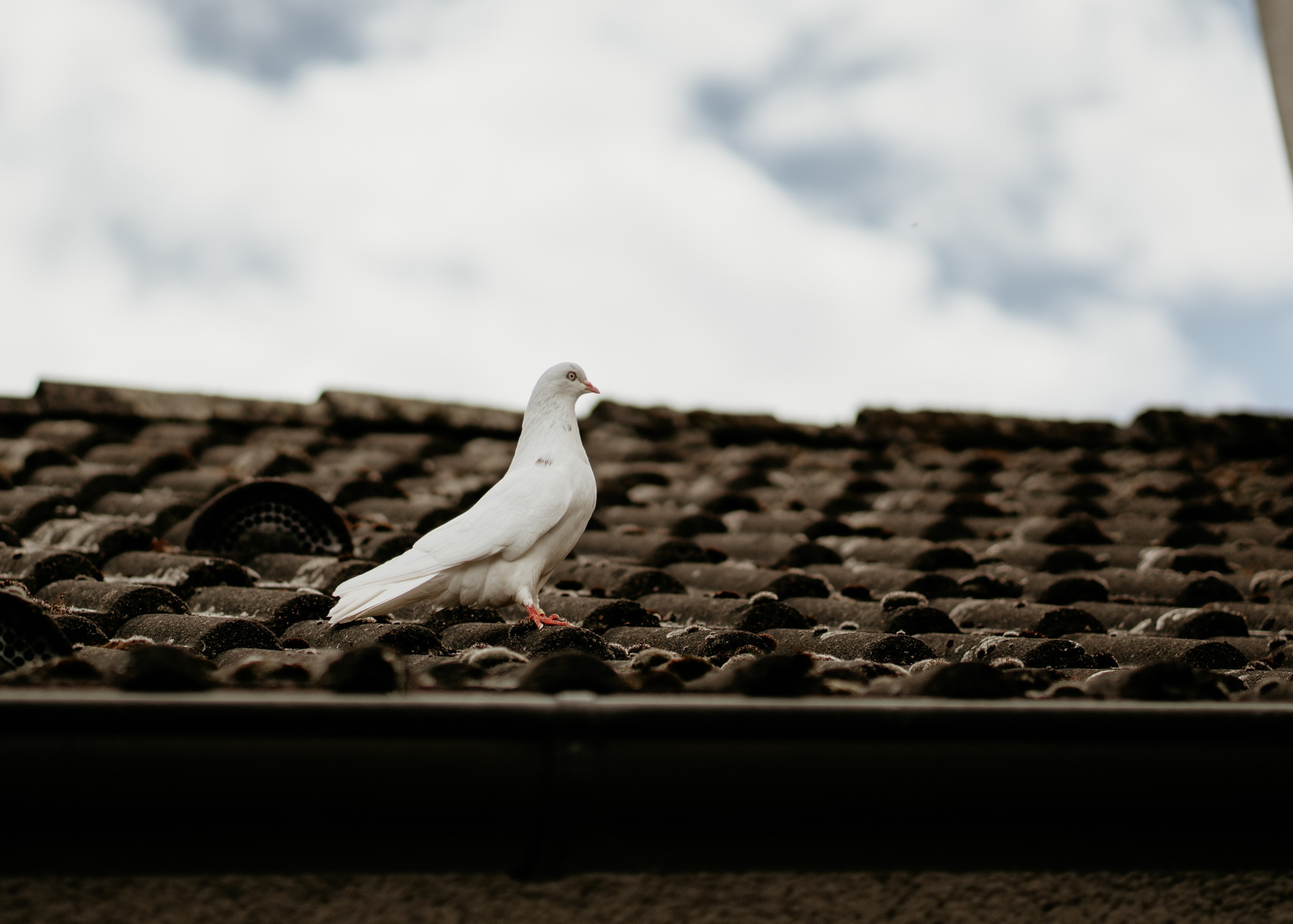 Wedding photography. Wedding photography