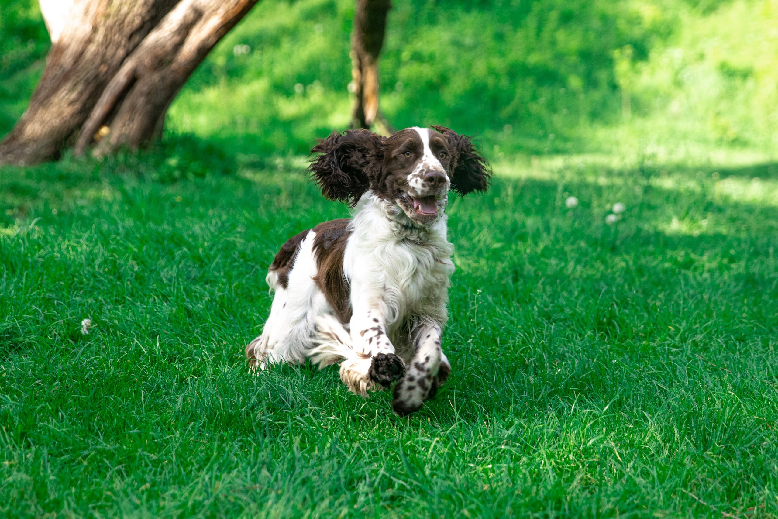 English Springer Spaniel male show dog international bloodlines
