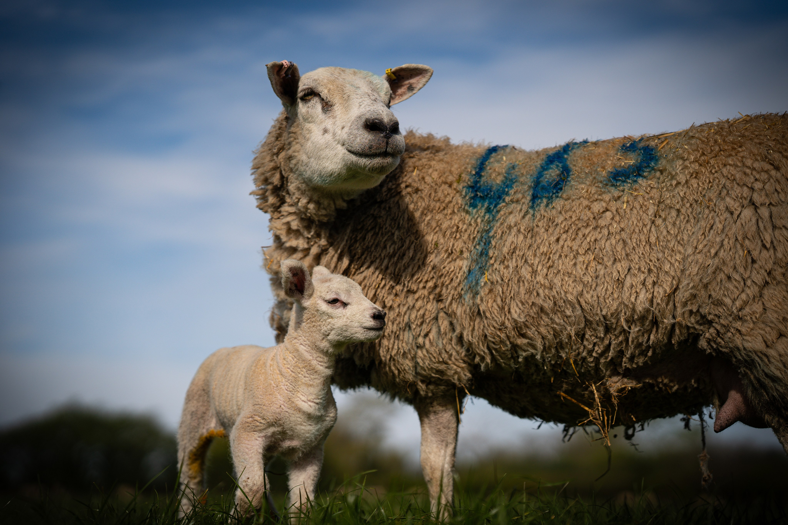 Farming. Ryan Hewitt Photographer