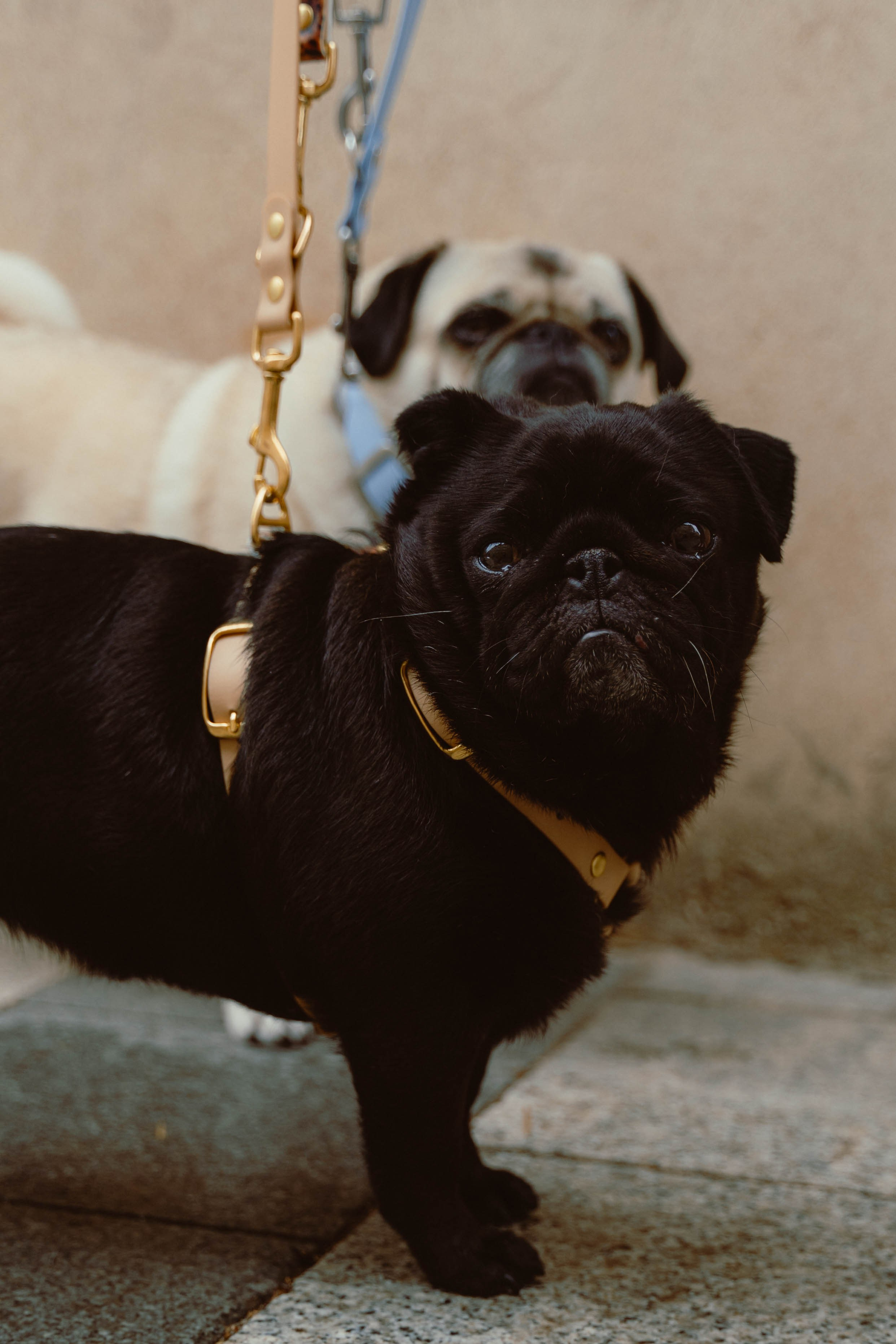 Rosa Lopez. Weeding photographer / event / portrait