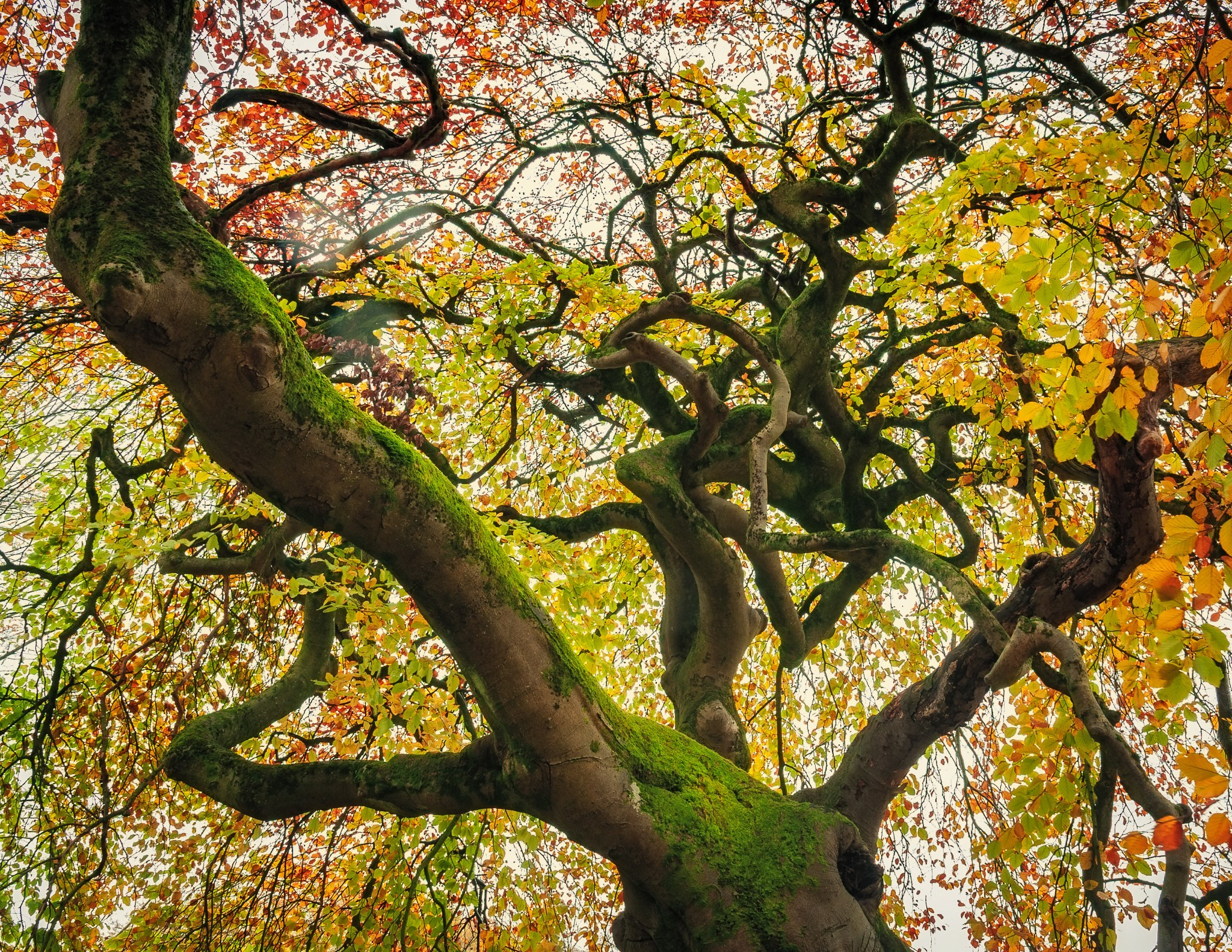 Woodlands. Nature Photographer and Videographer from Germany