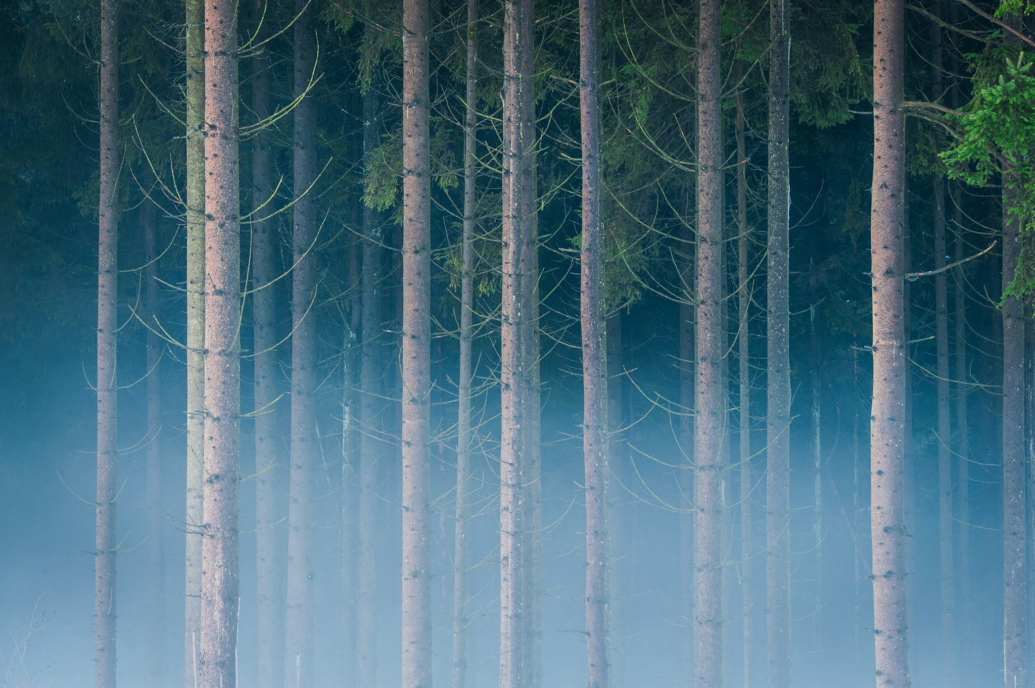 Woodlands. Nature Photographer and Videographer from Germany